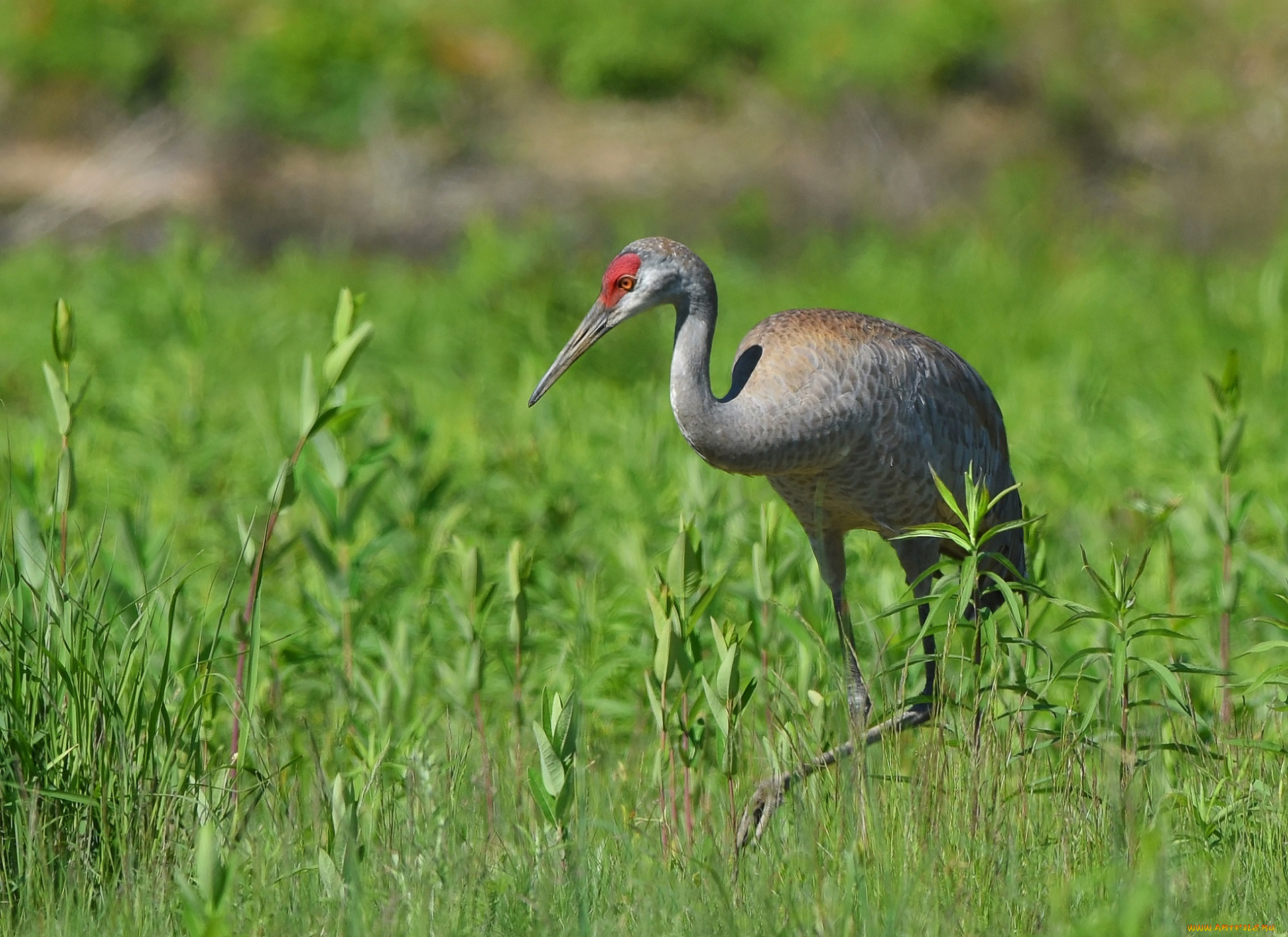 животные, цапли, , выпи, трава, цапля