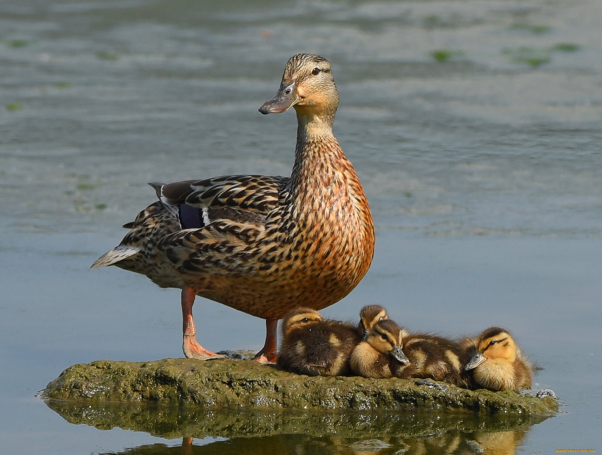 животные, утки, островок, утка, мама, малыши, утята