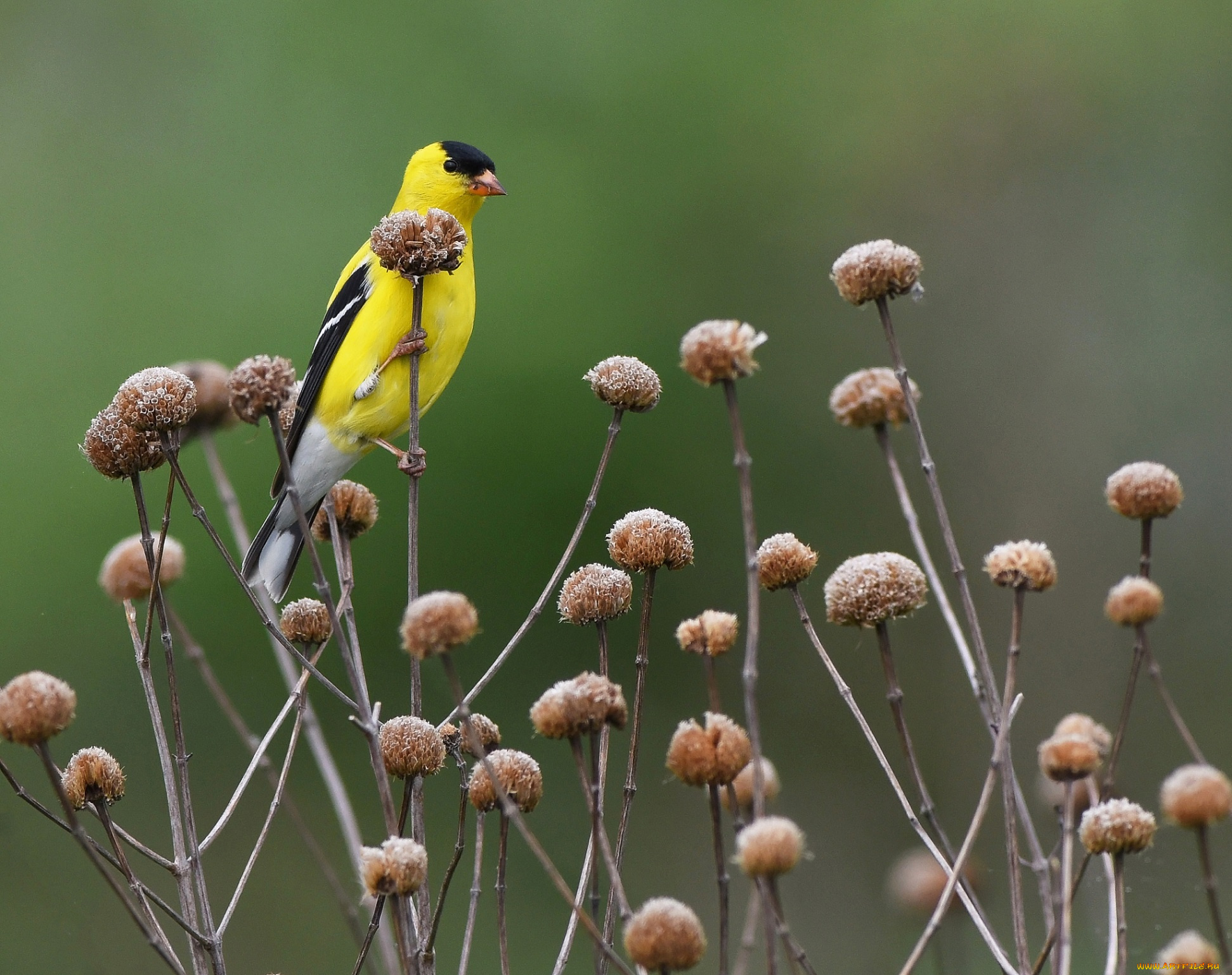 животные, птицы, трава, птица