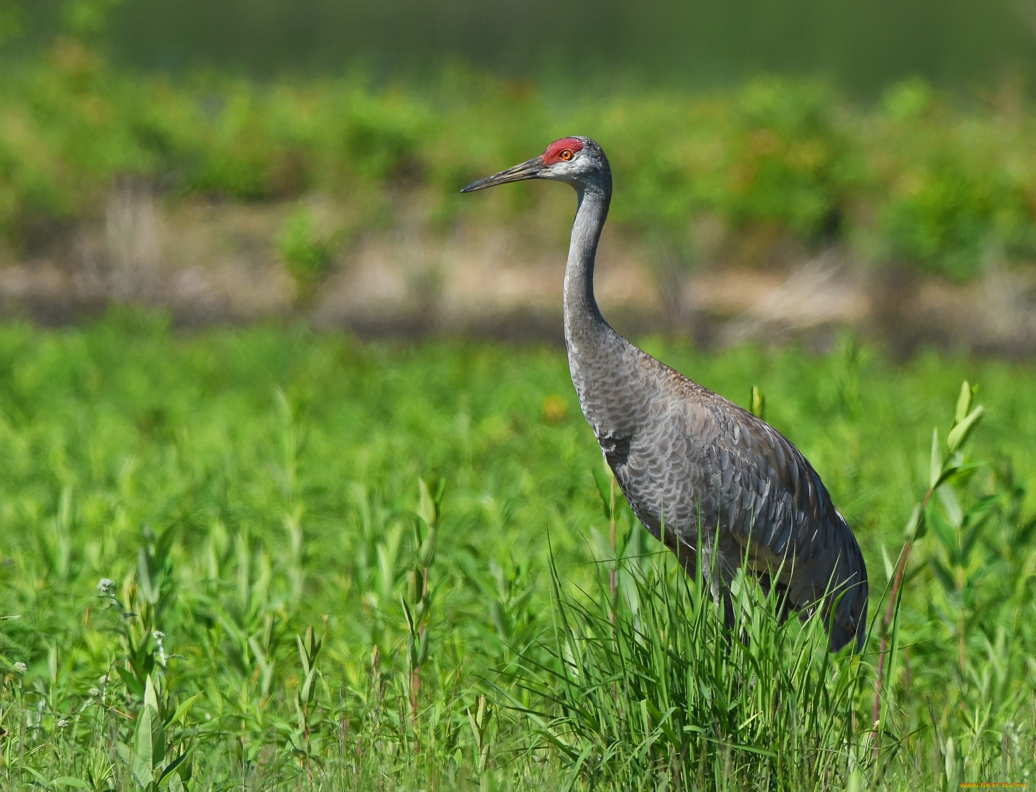 животные, цапли, , выпи, цапля, трава