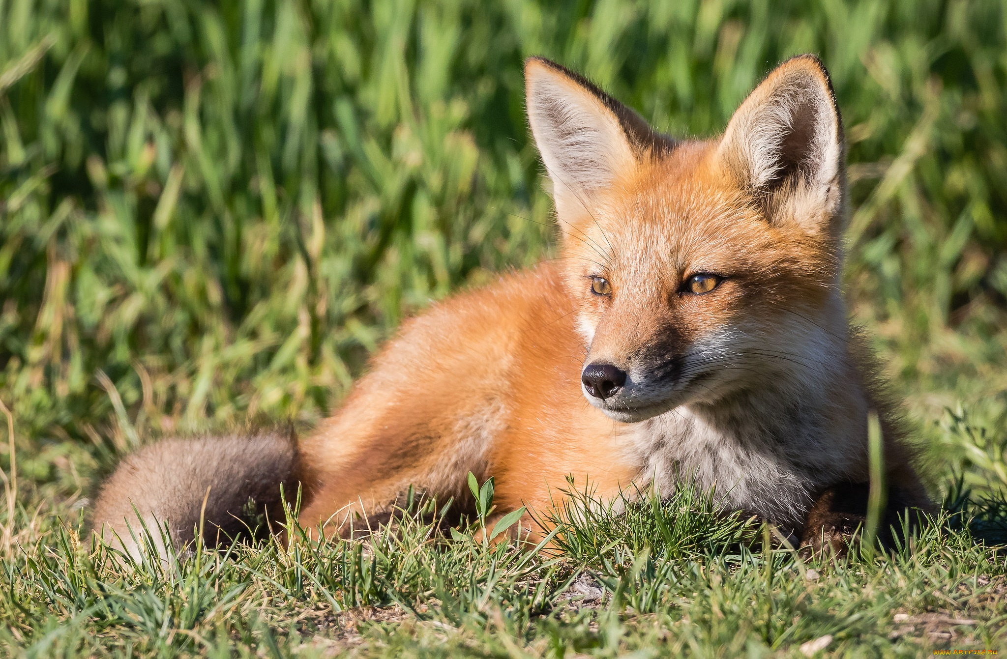 животные, лисы, лисичка