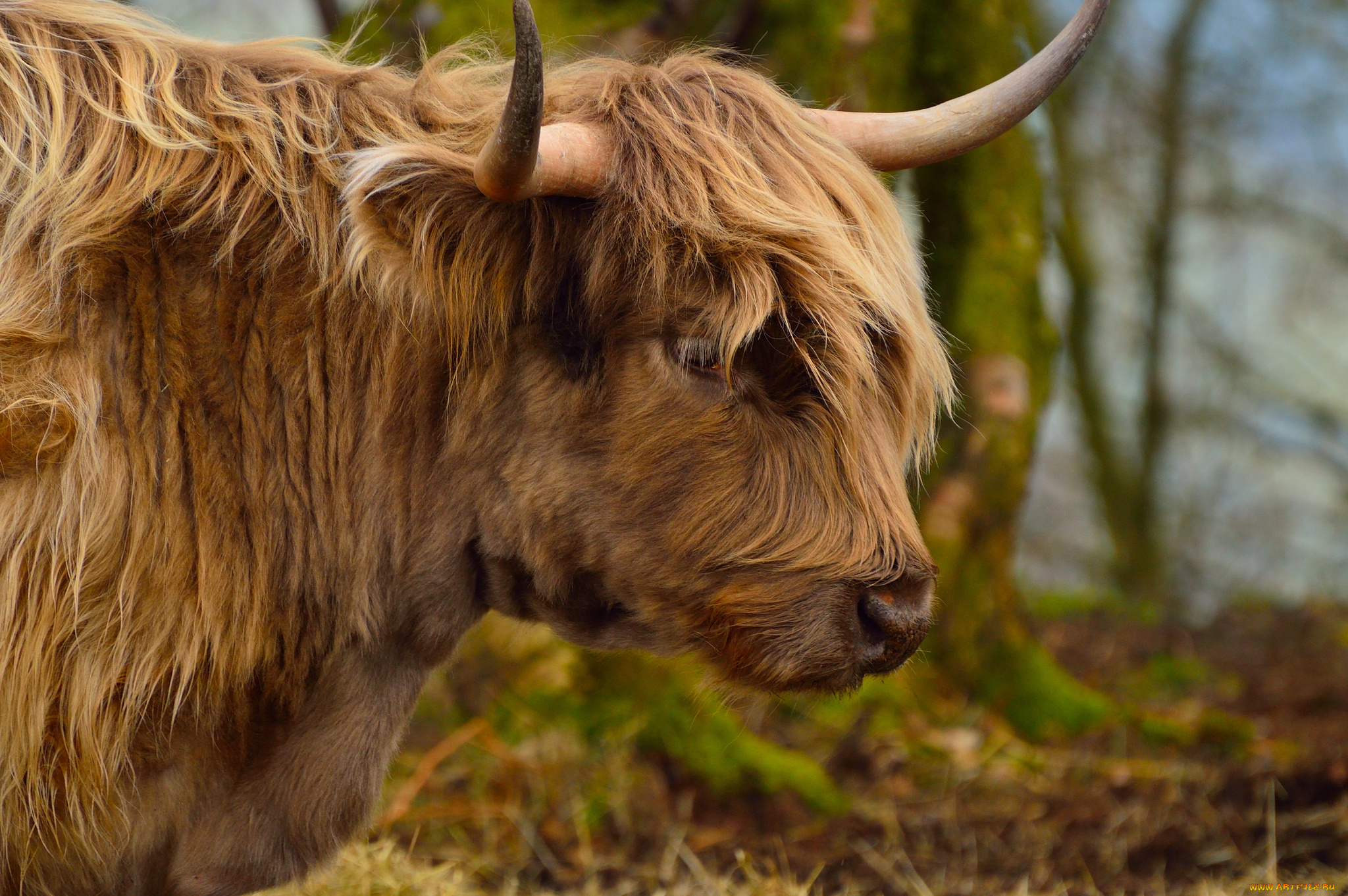 животные, коровы, , буйволы, луг, животное, рогатое