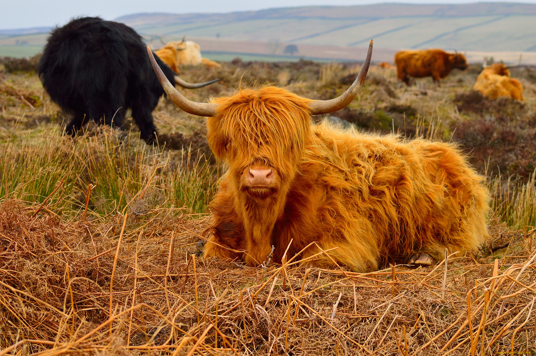 животные, коровы, , буйволы, луг, животное, рогатое