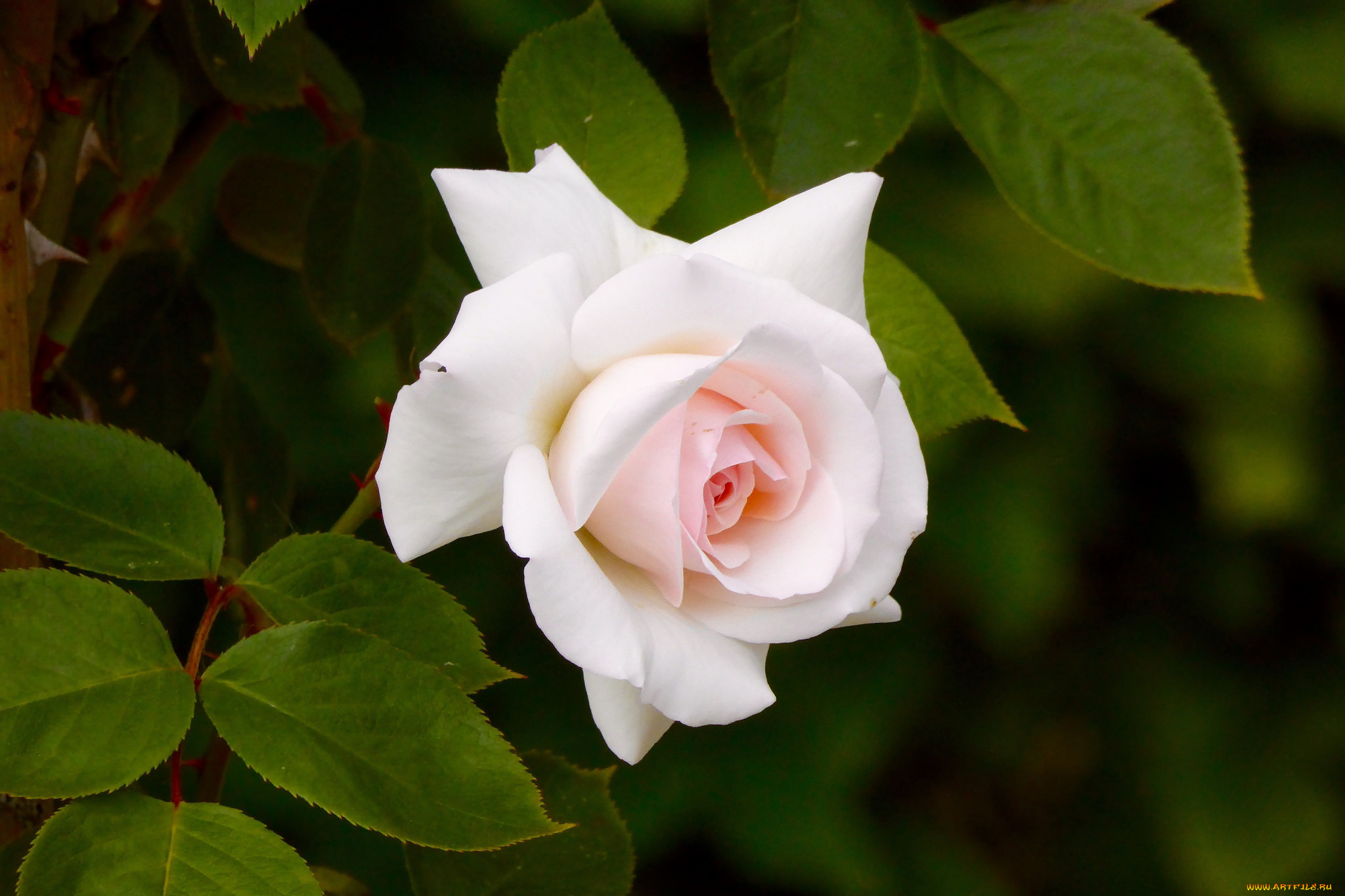 цветы, розы, роза, розовая, листья