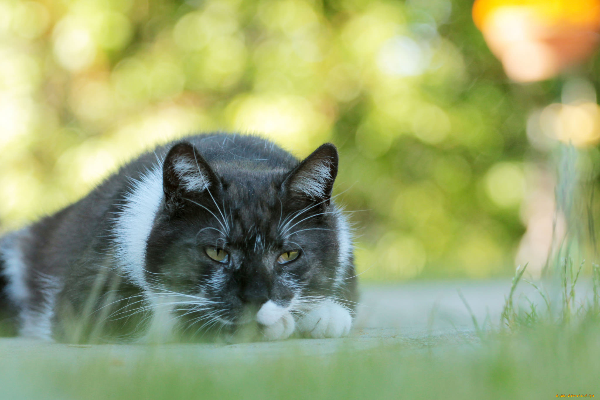 животные, коты, киса, коте, взгляд, усы, ушки