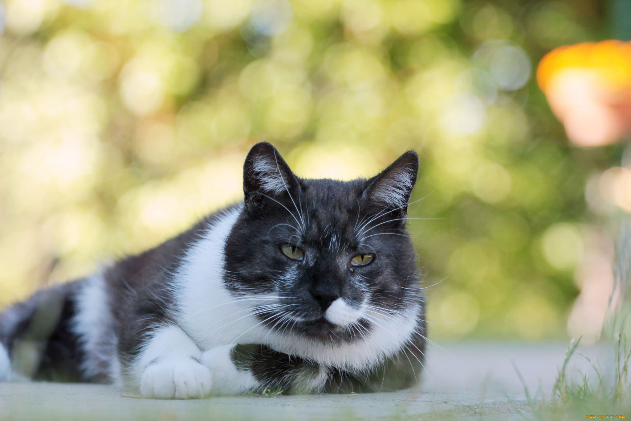 животные, коты, киса, коте, взгляд, усы, ушки