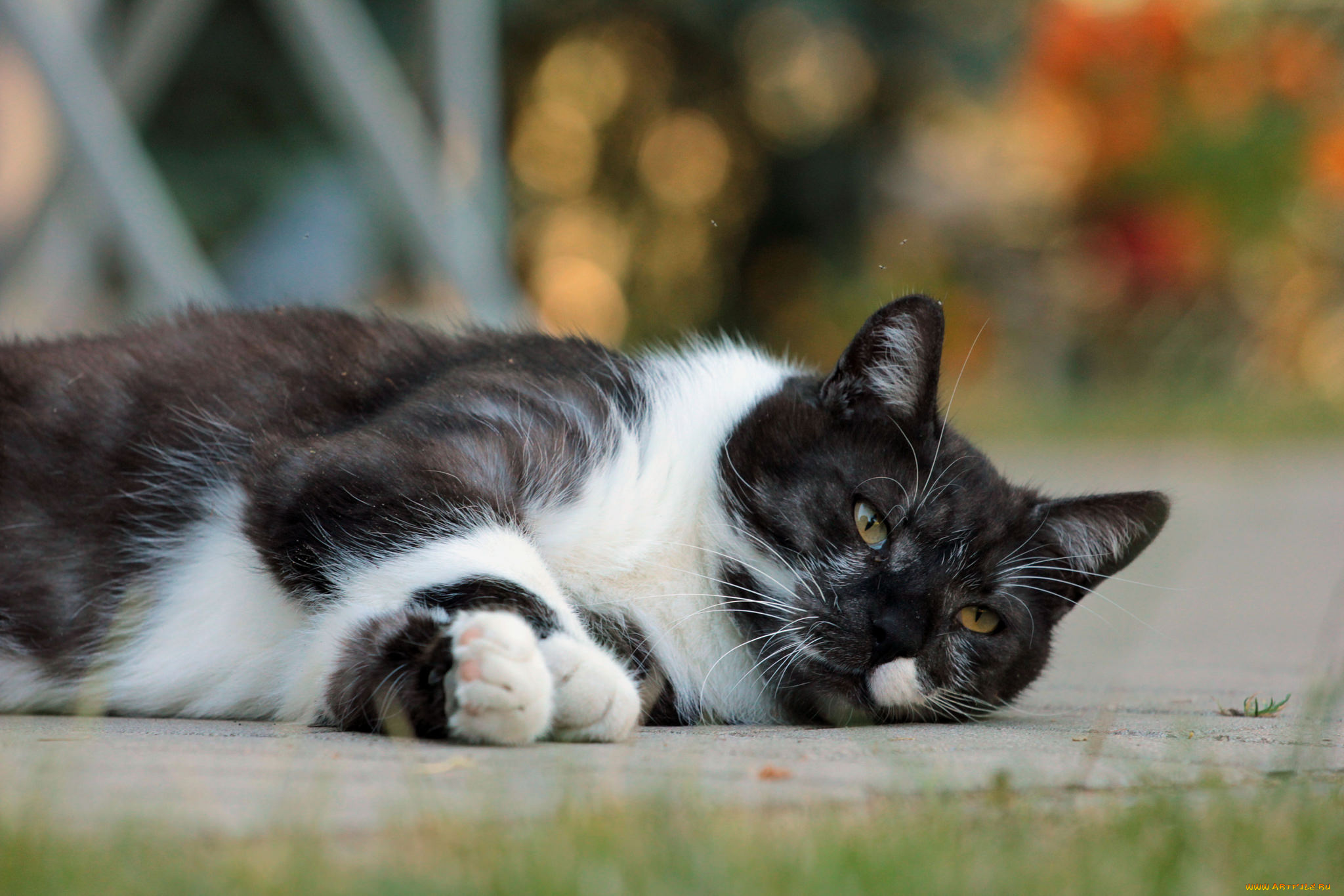 животные, коты, киса, коте, взгляд, усы, ушки