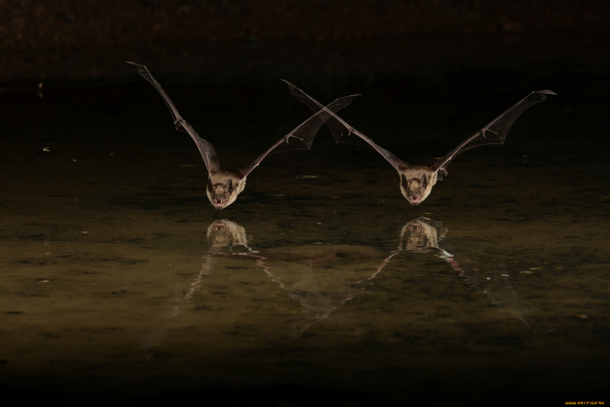 животные, летучие, мыши, пара, полёт, вода, летучие, мыши, ночь