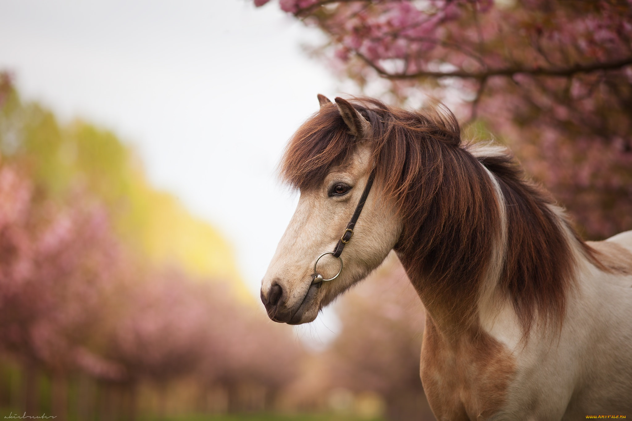 животные, лошади, конь, морда, грива, профиль