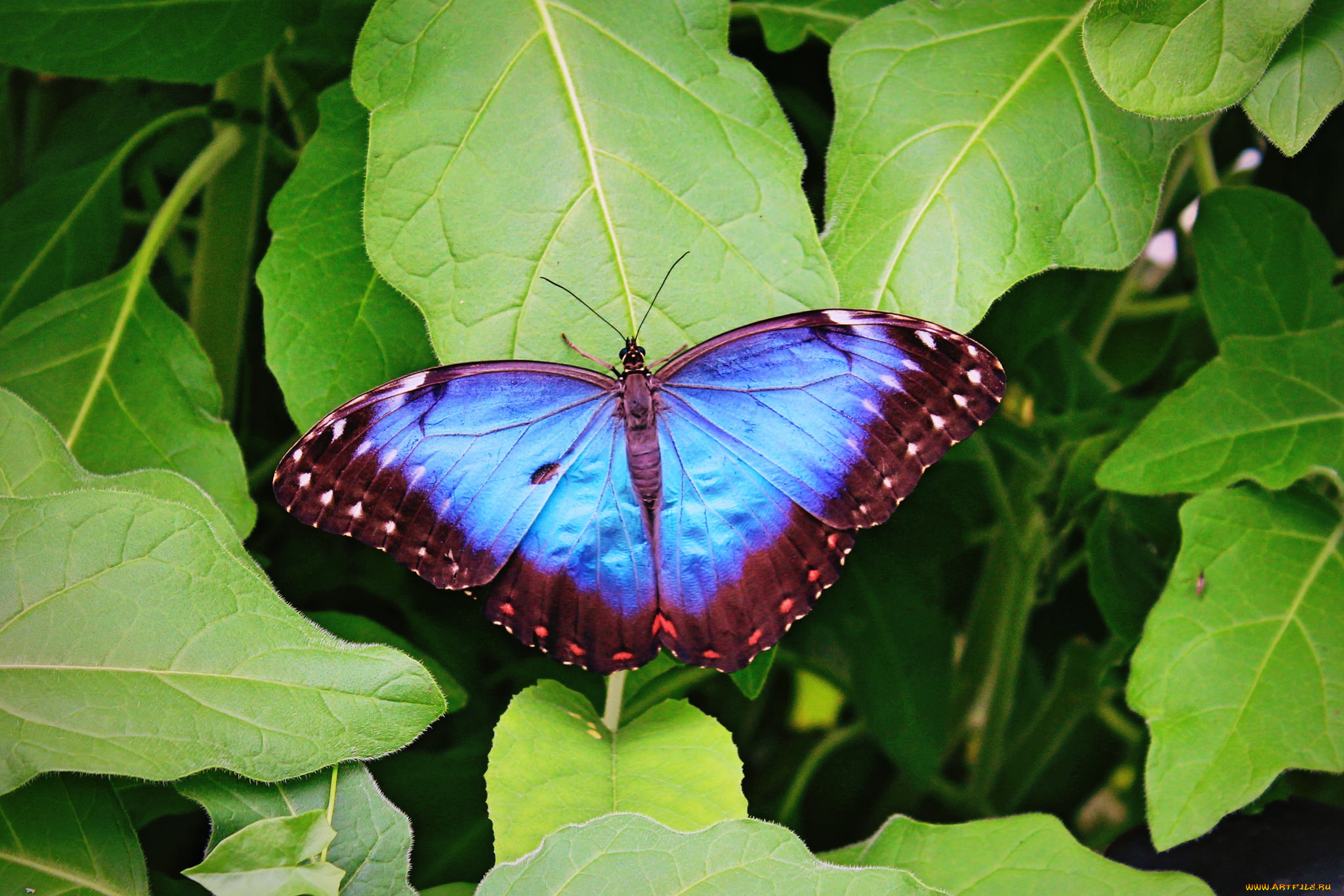 животные, бабочки, , мотыльки, , моли, бабочка