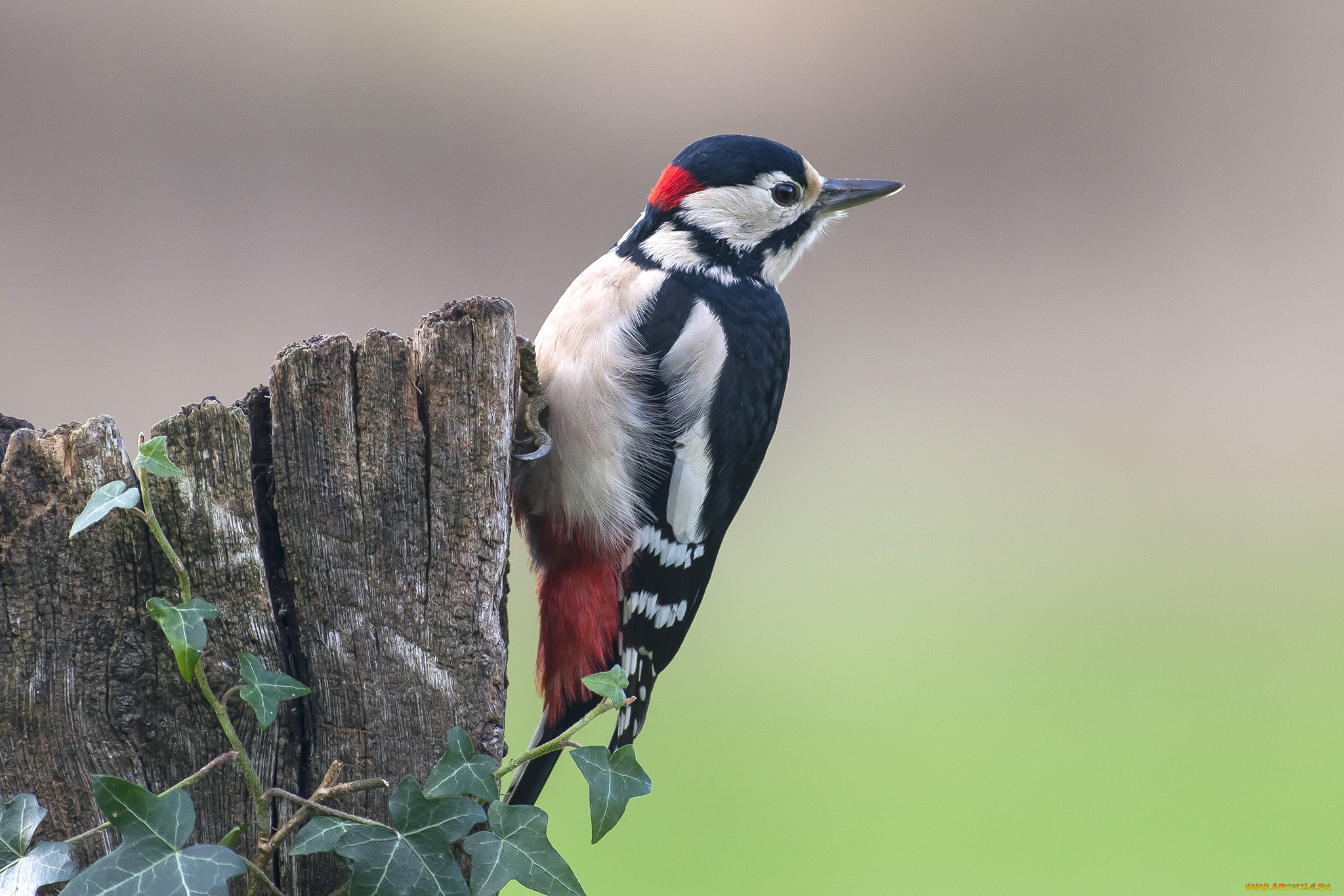 животные, дятлы, дятел, дерево, птица