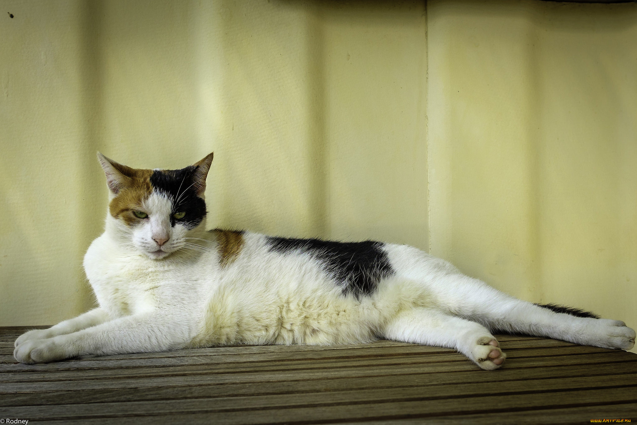 животные, коты, фон, киса, коте, кот, кошка