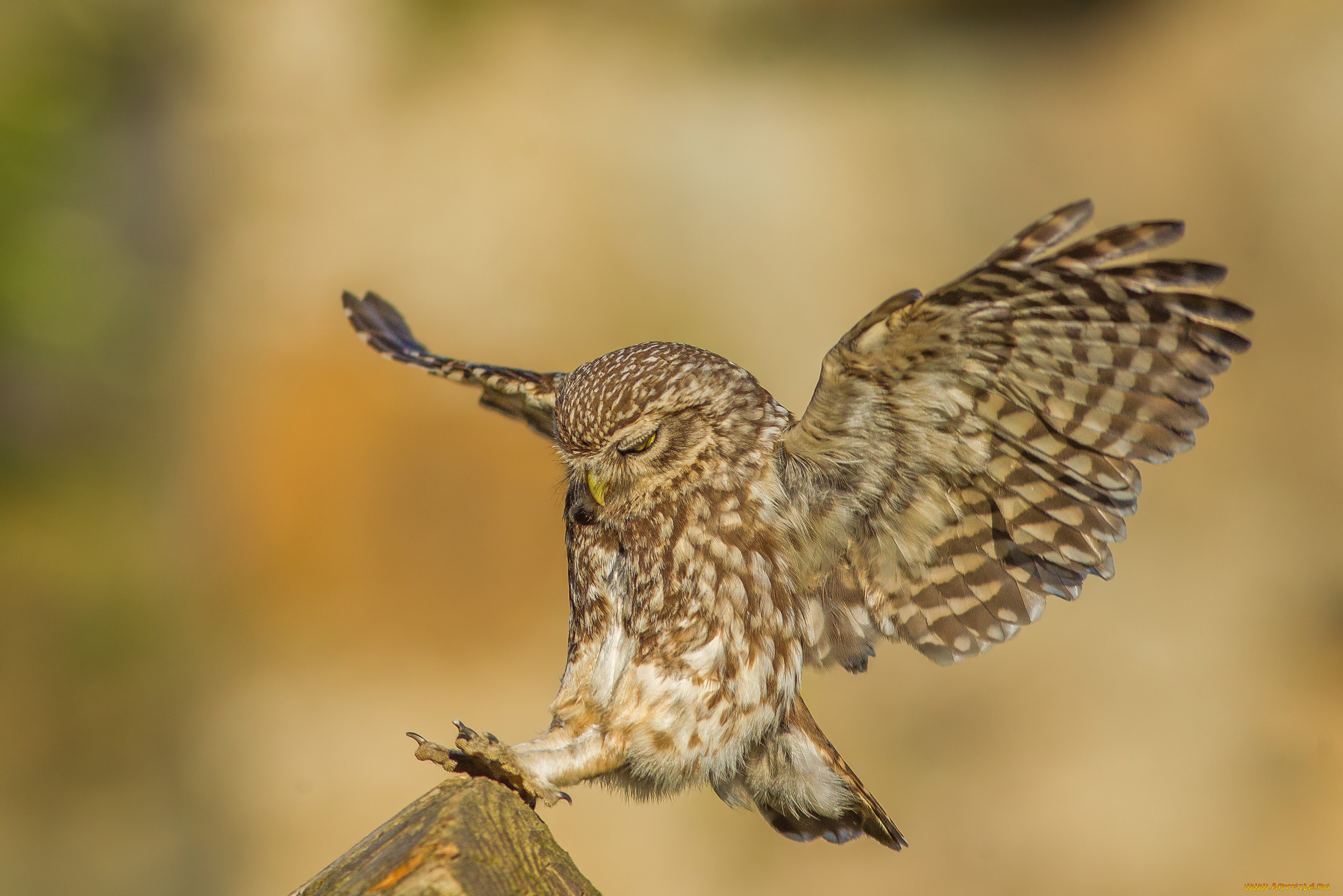 животные, совы, сова