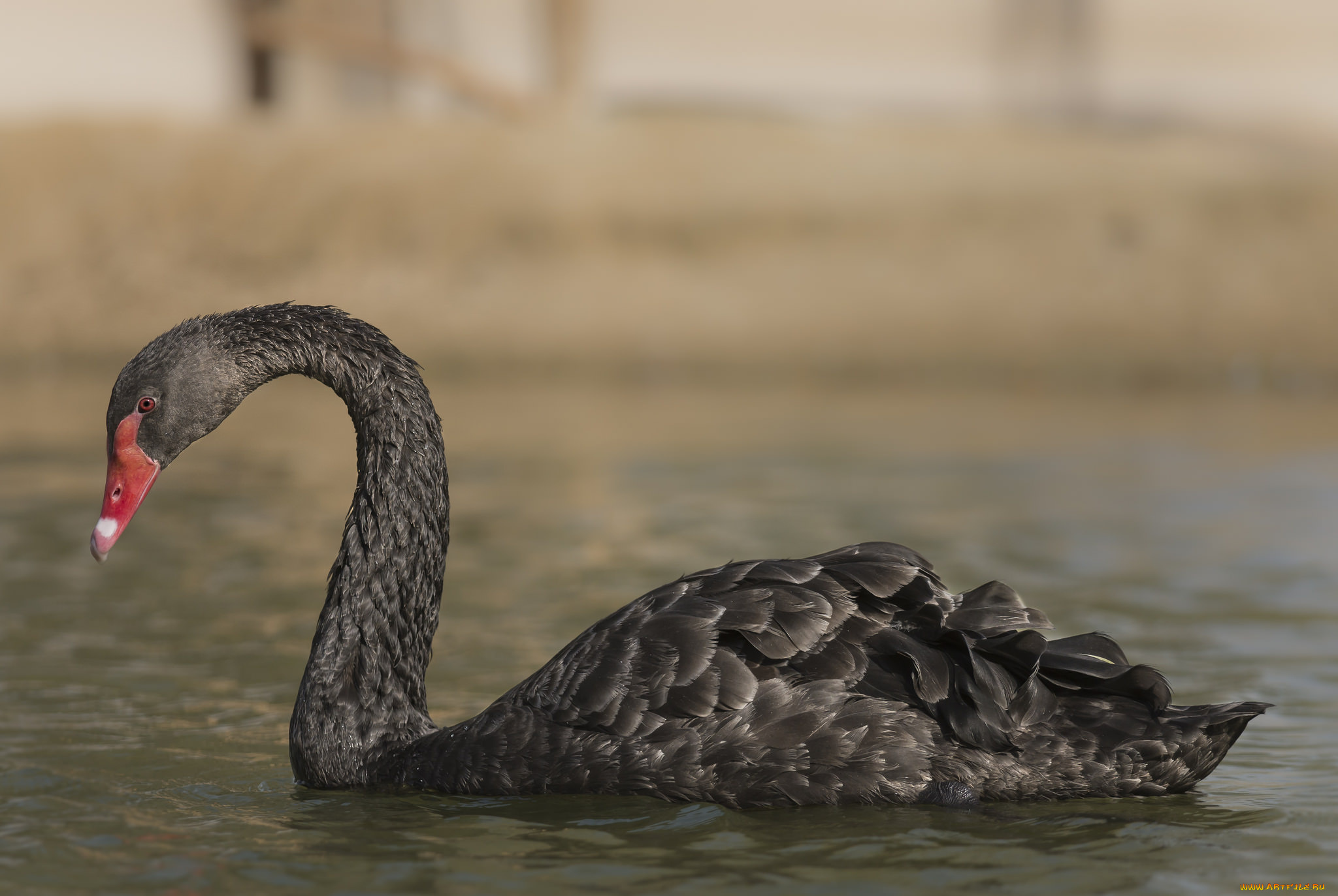 животные, лебеди, лебедь, черный