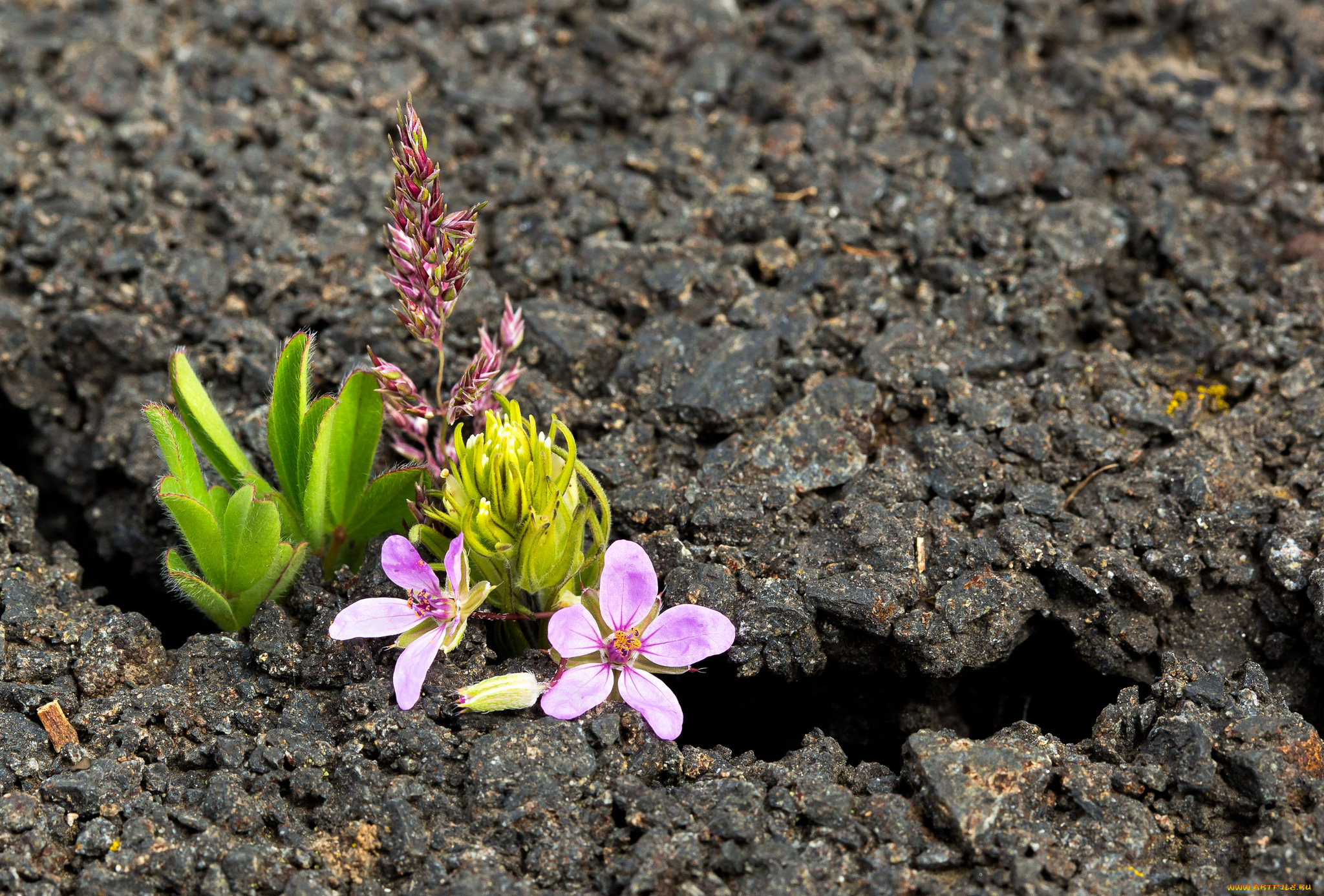 цветы, луговые, , полевые, , цветы, макро, земля, трещина