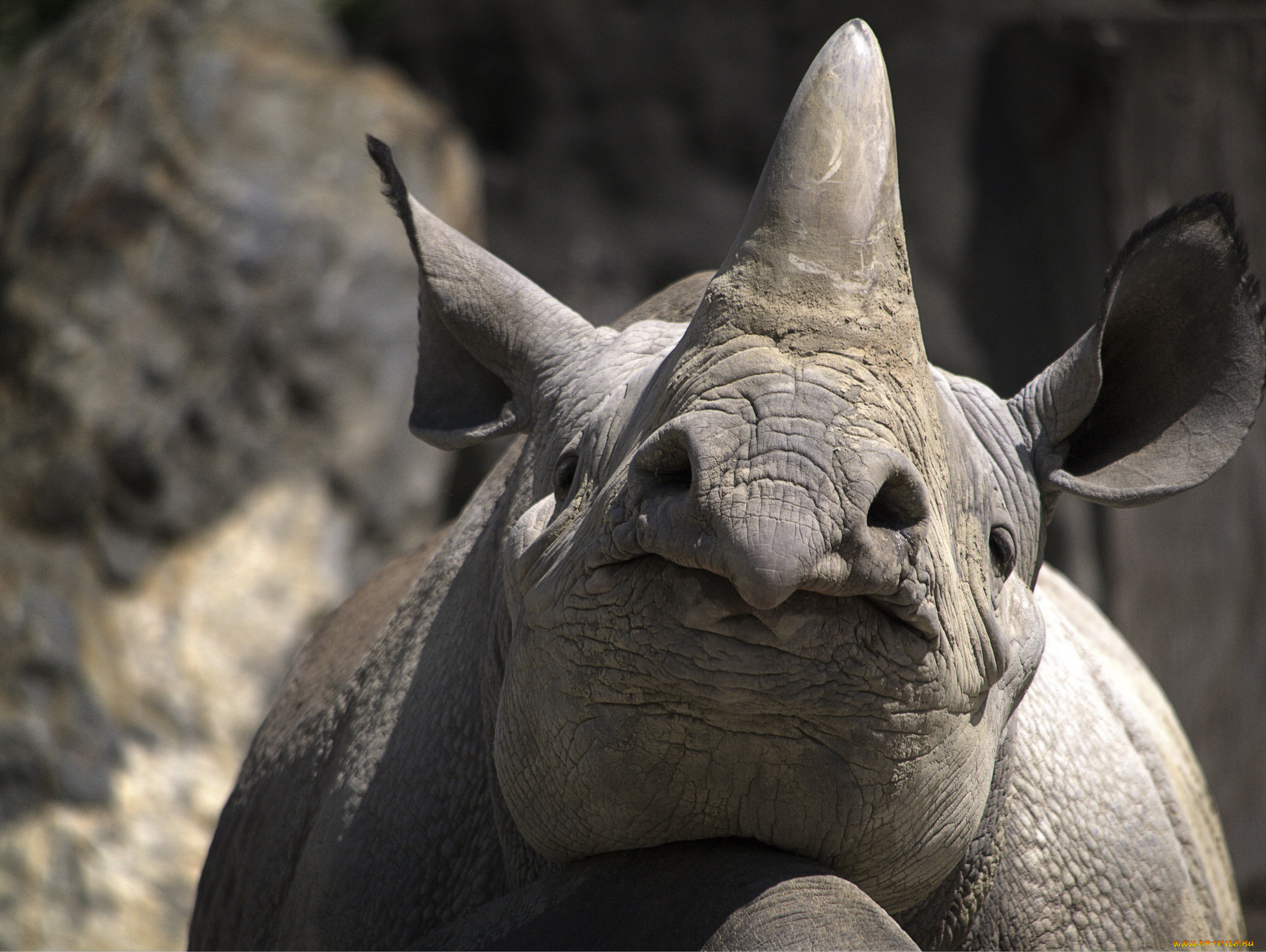 животные, носороги, носорог
