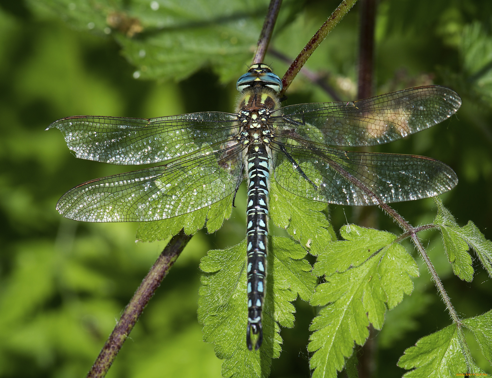 животные, стрекозы, макро, листья, лето, стрекоза, крылья, насекомое