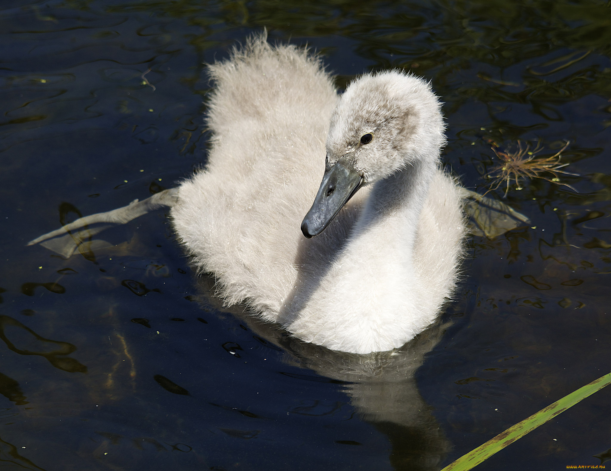 животные, лебеди, озеро, птенец, вода, плывёт