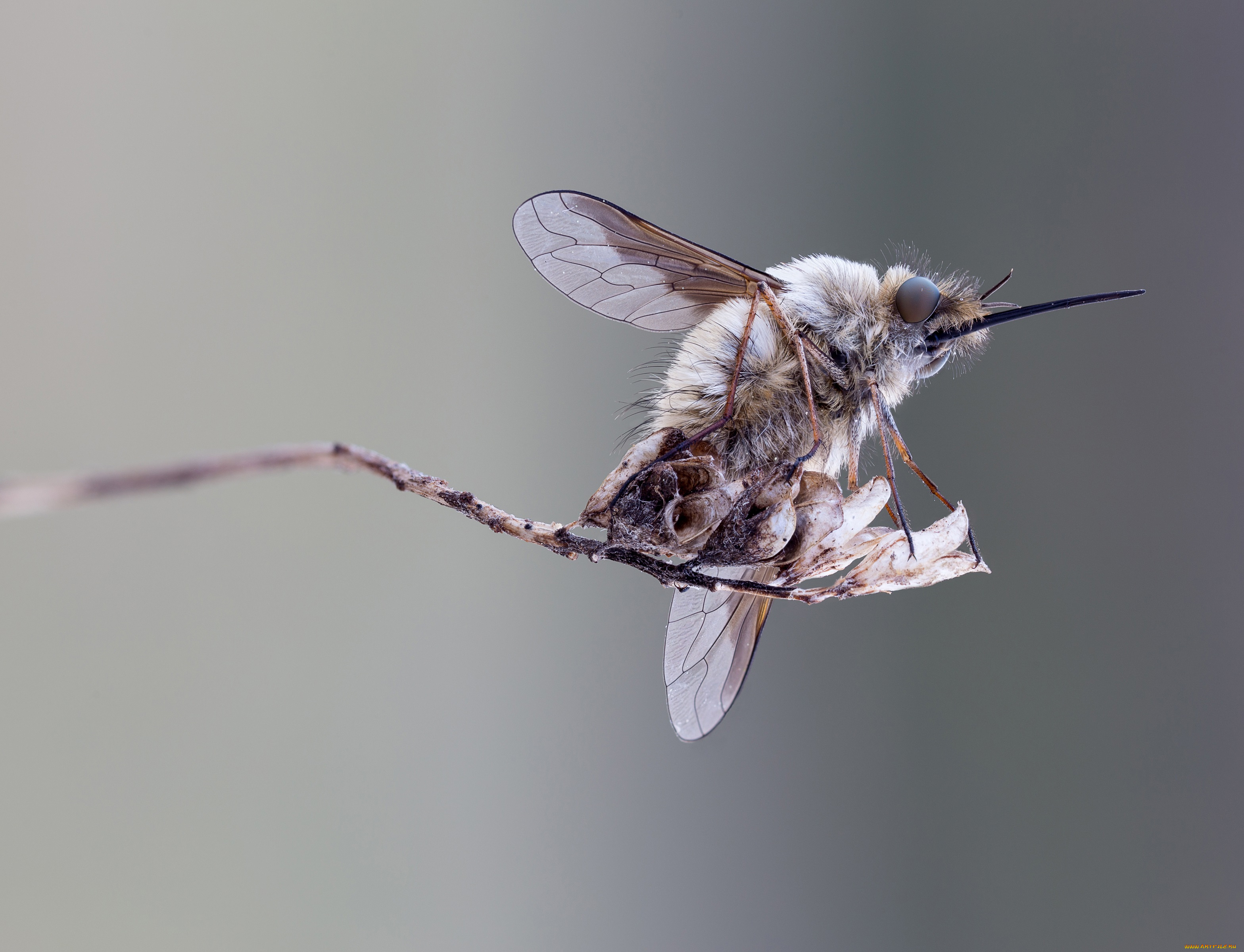 животные, насекомые, макро, фон, насекомое, травинка