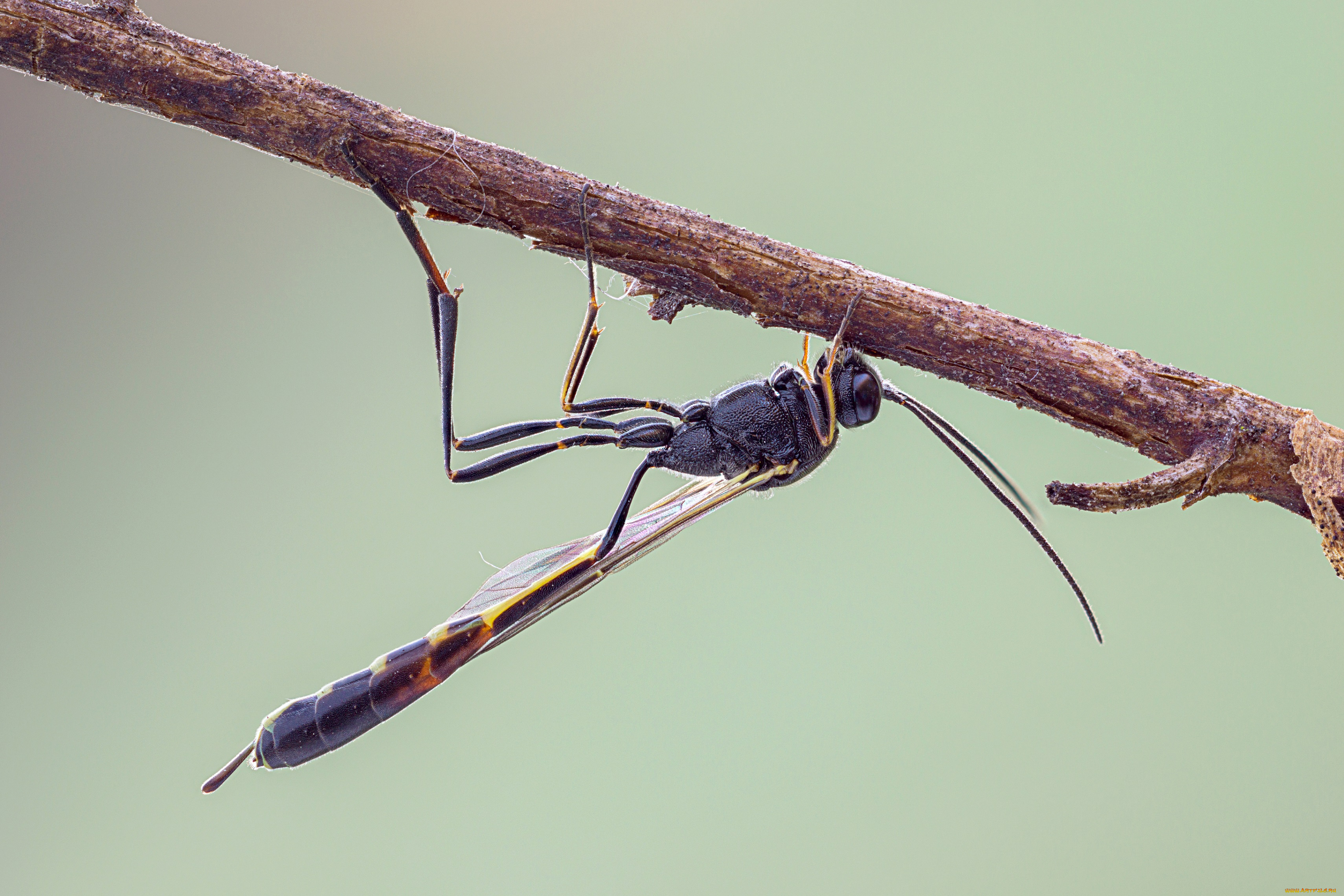животные, насекомые, макро, травинка, насекомое, фон
