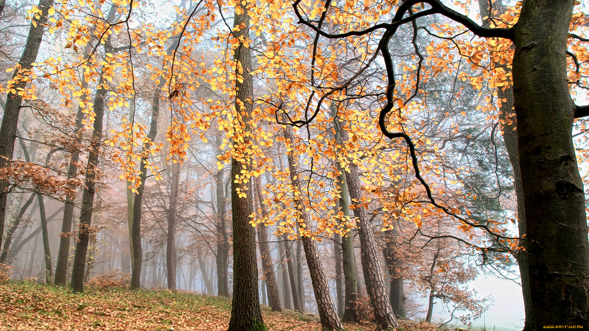 природа, лес, осень, деревья