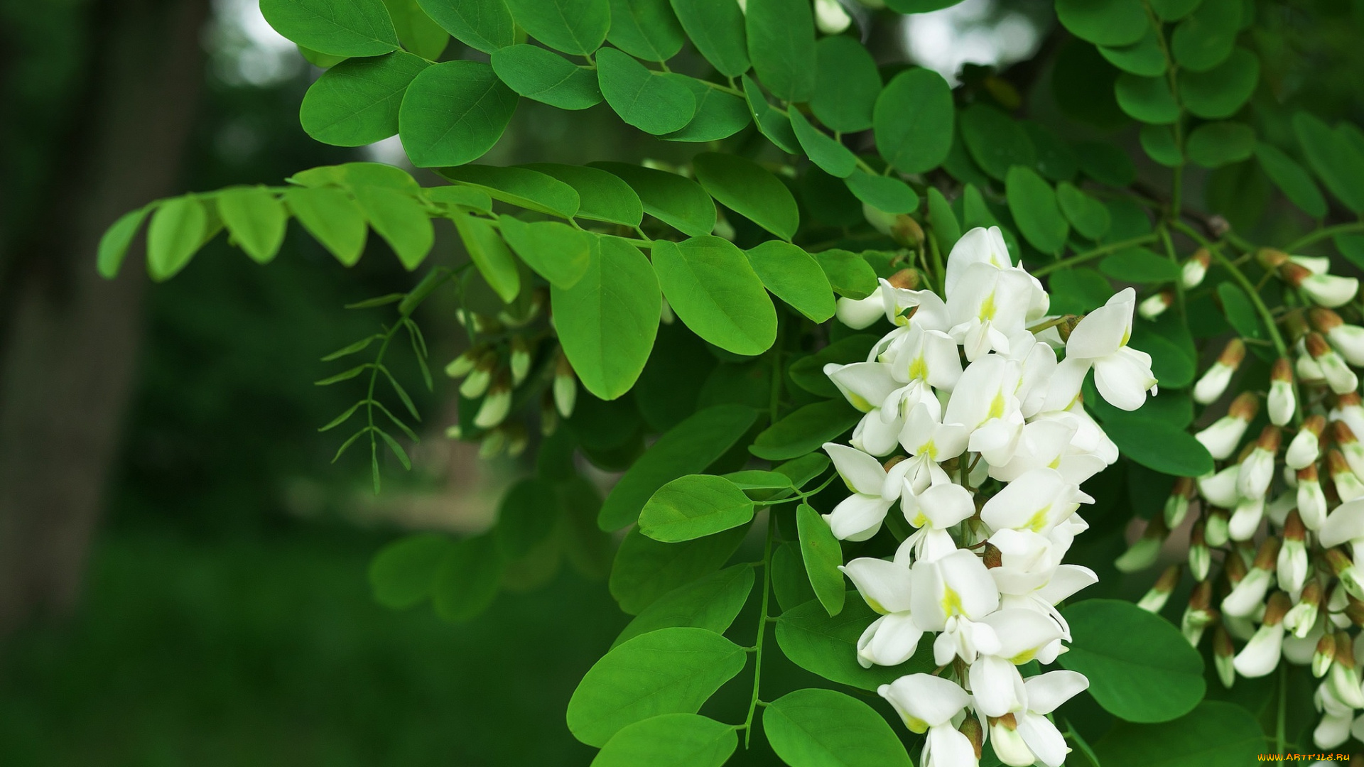 цветы, акация, белая, дерево