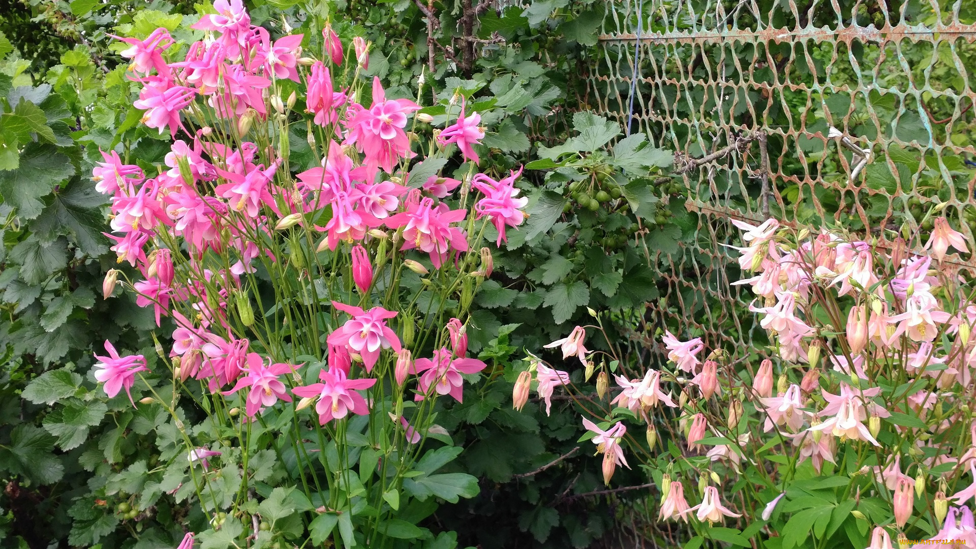 цветы, аквилегия, , водосбор