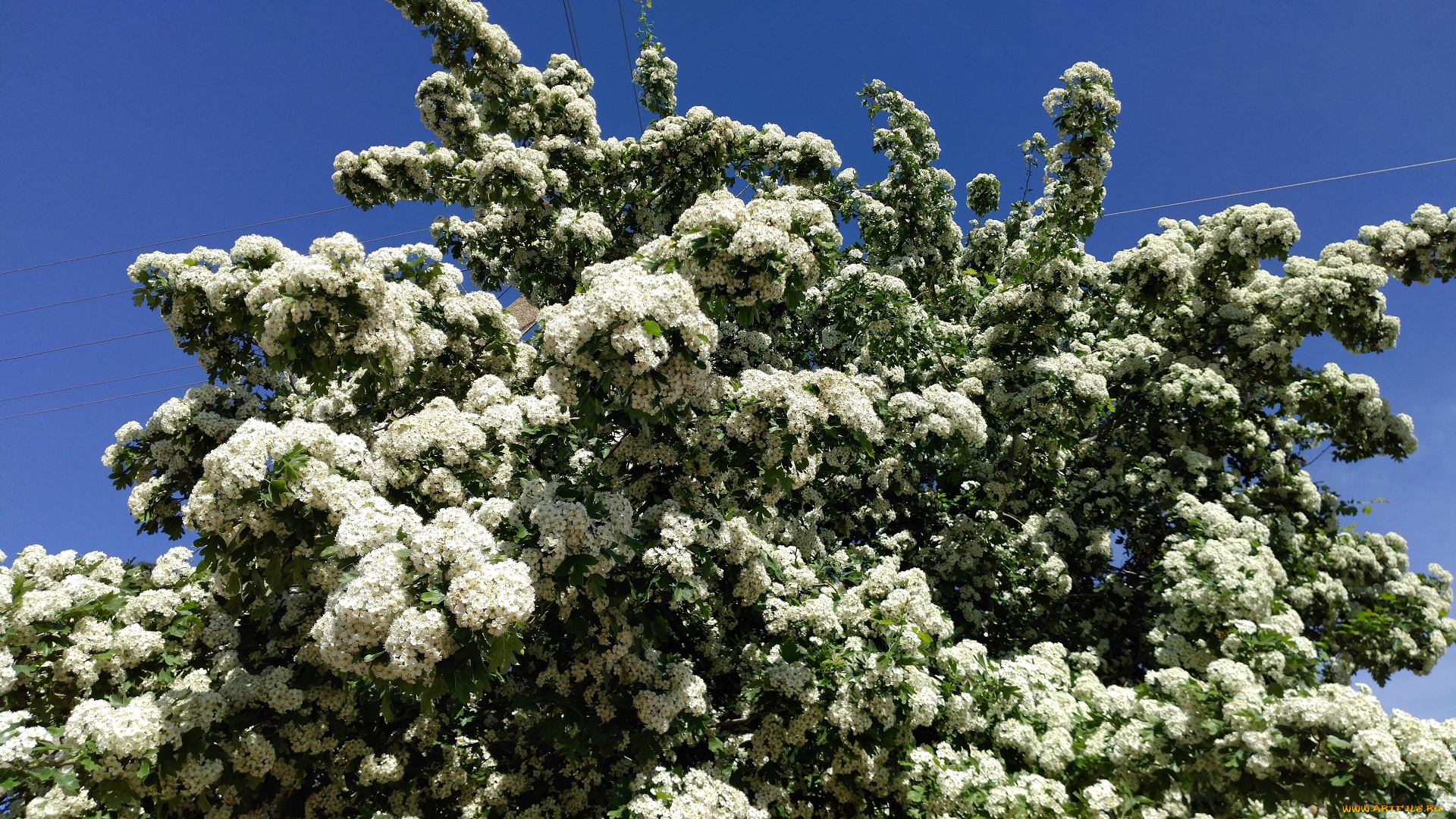 цветы, цветущие, деревья, , , кустарники, белые