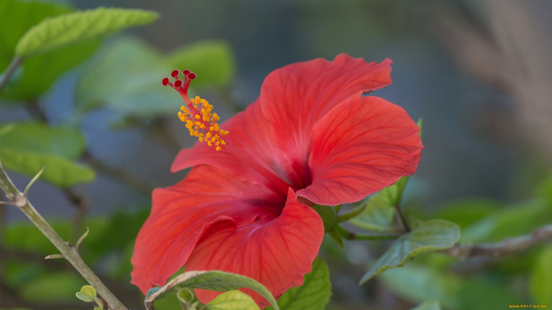 цветы, гибискусы, лепестки, китайская, роза, гибискус