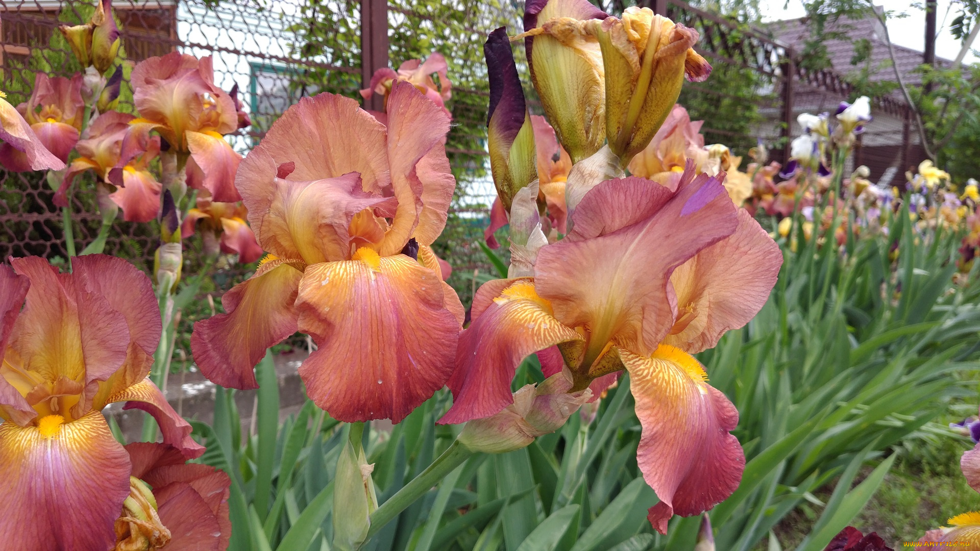 цветы, ирисы