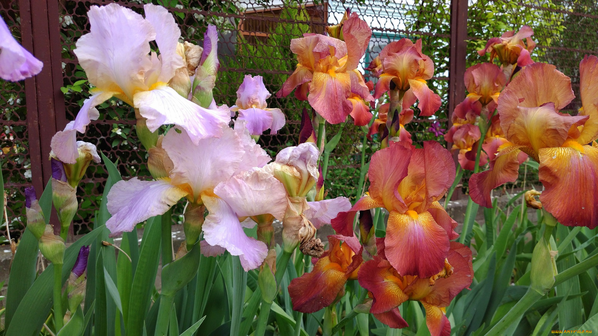 цветы, ирисы