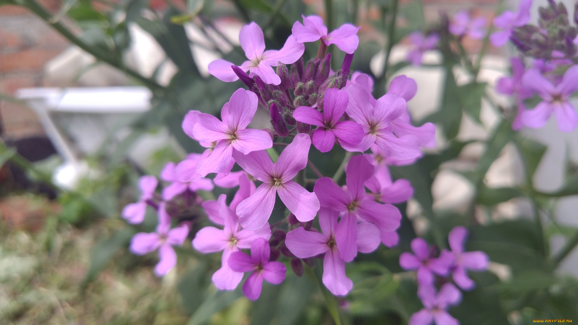 цветы, луговые, , полевые, , цветы, сиреневые