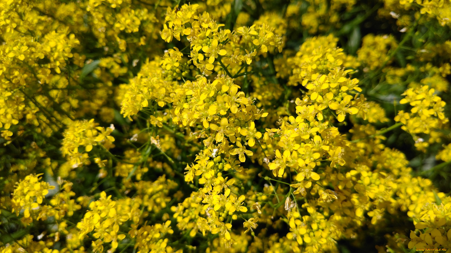 цветы, луговые, , полевые, , цветы, жёлтые