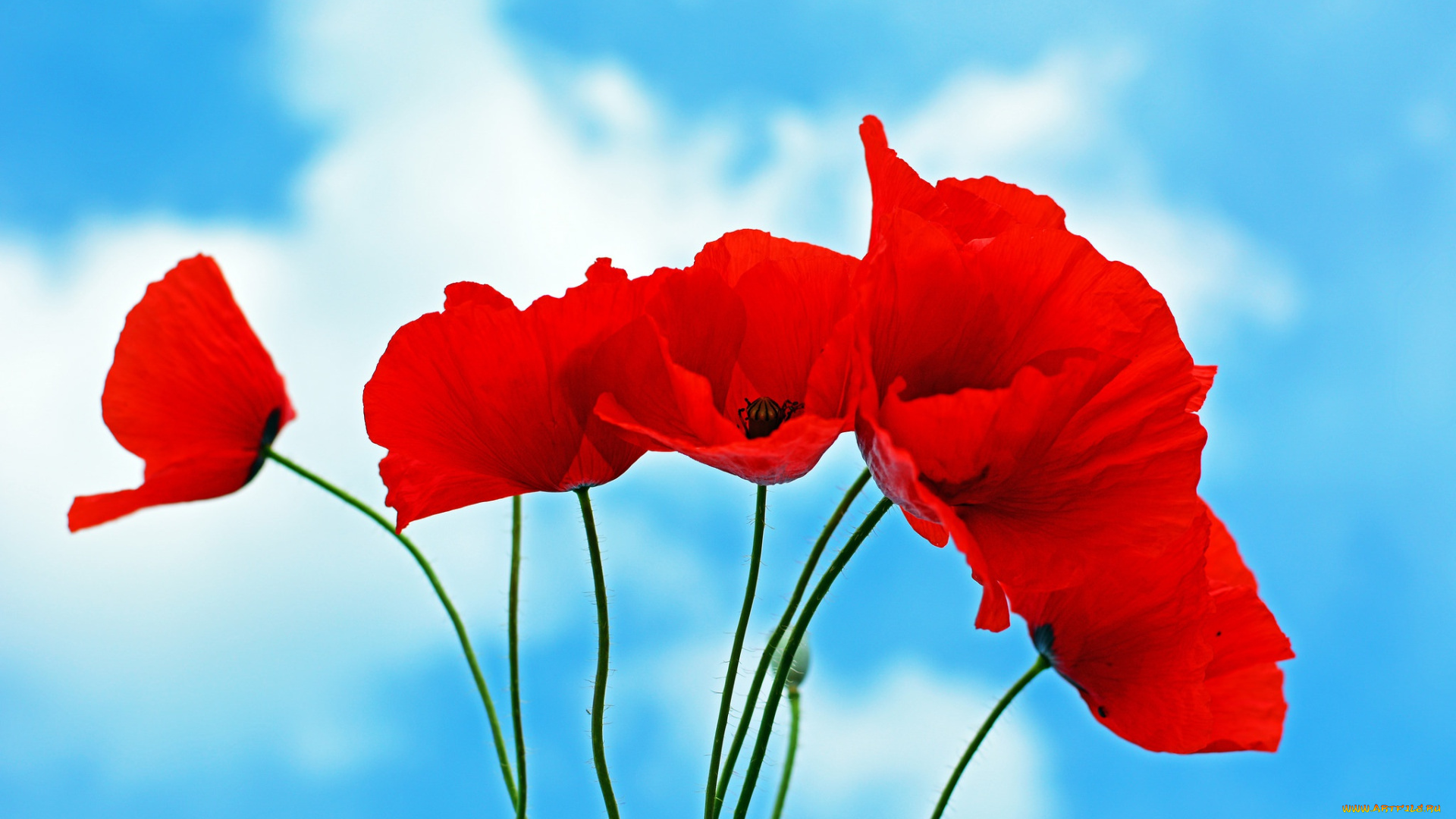 цветы, маки, красный, небо