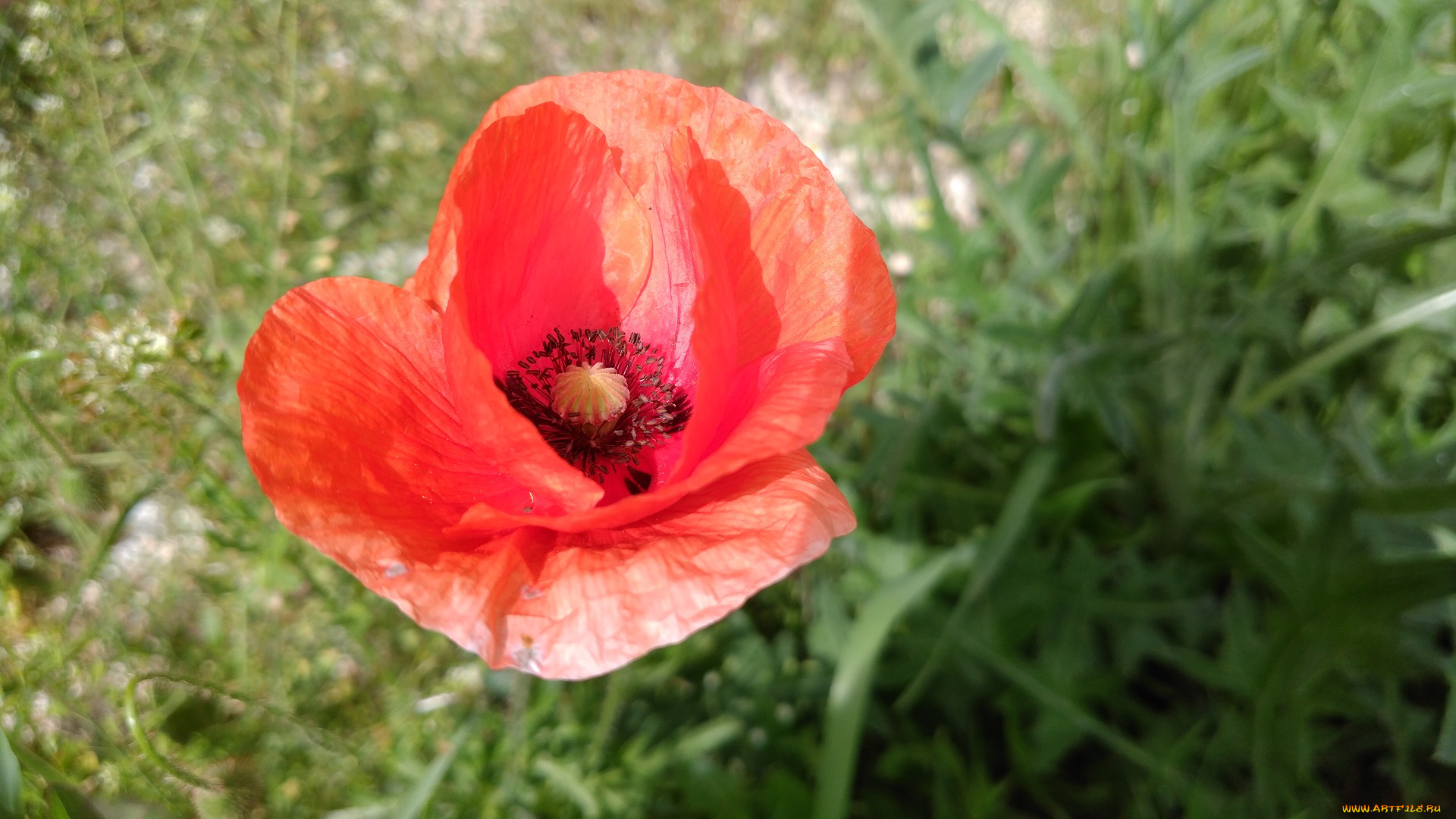 цветы, маки, мак