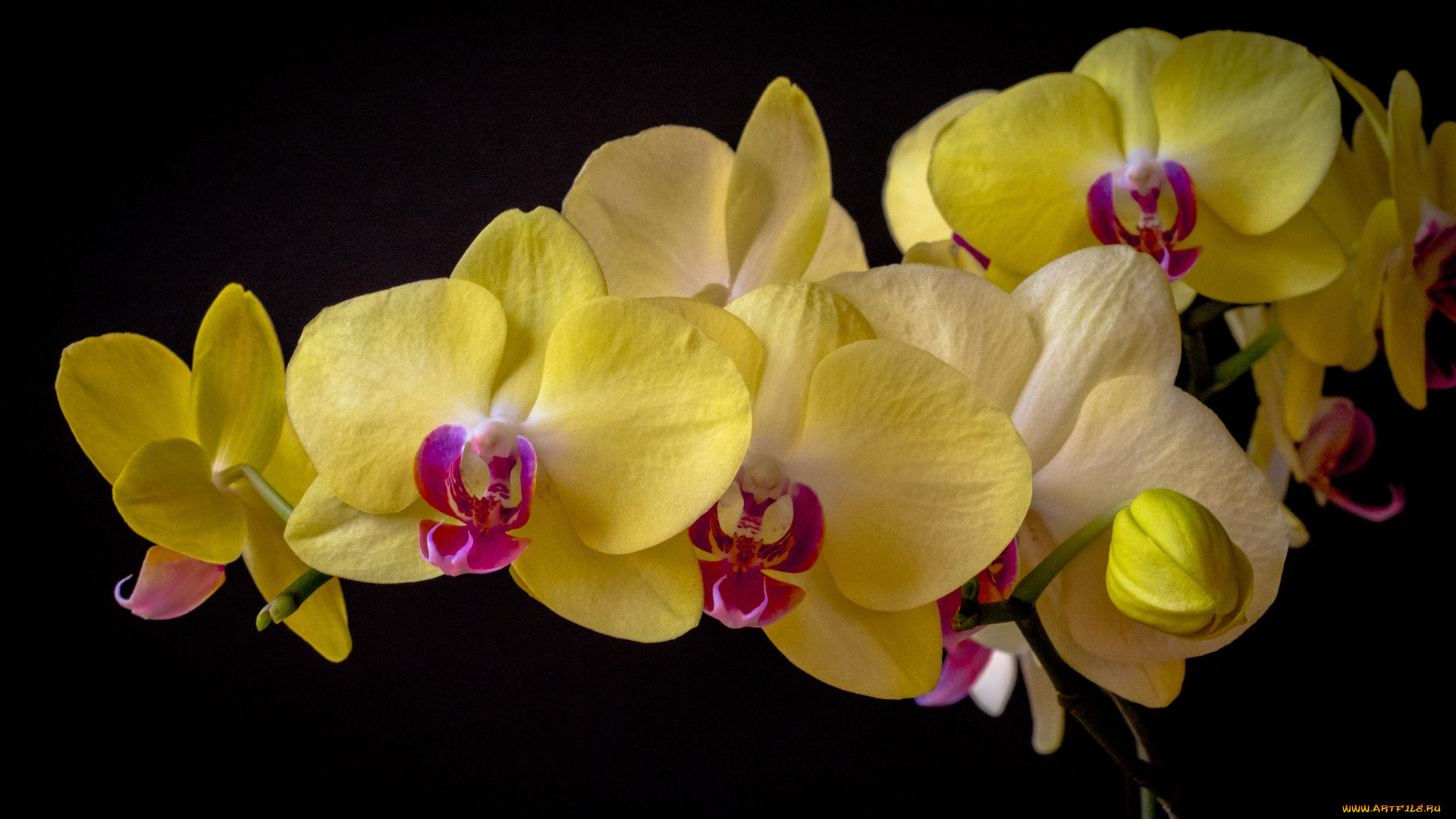 цветы, орхидеи, фаленопсис, орхидея, тёмный, фон