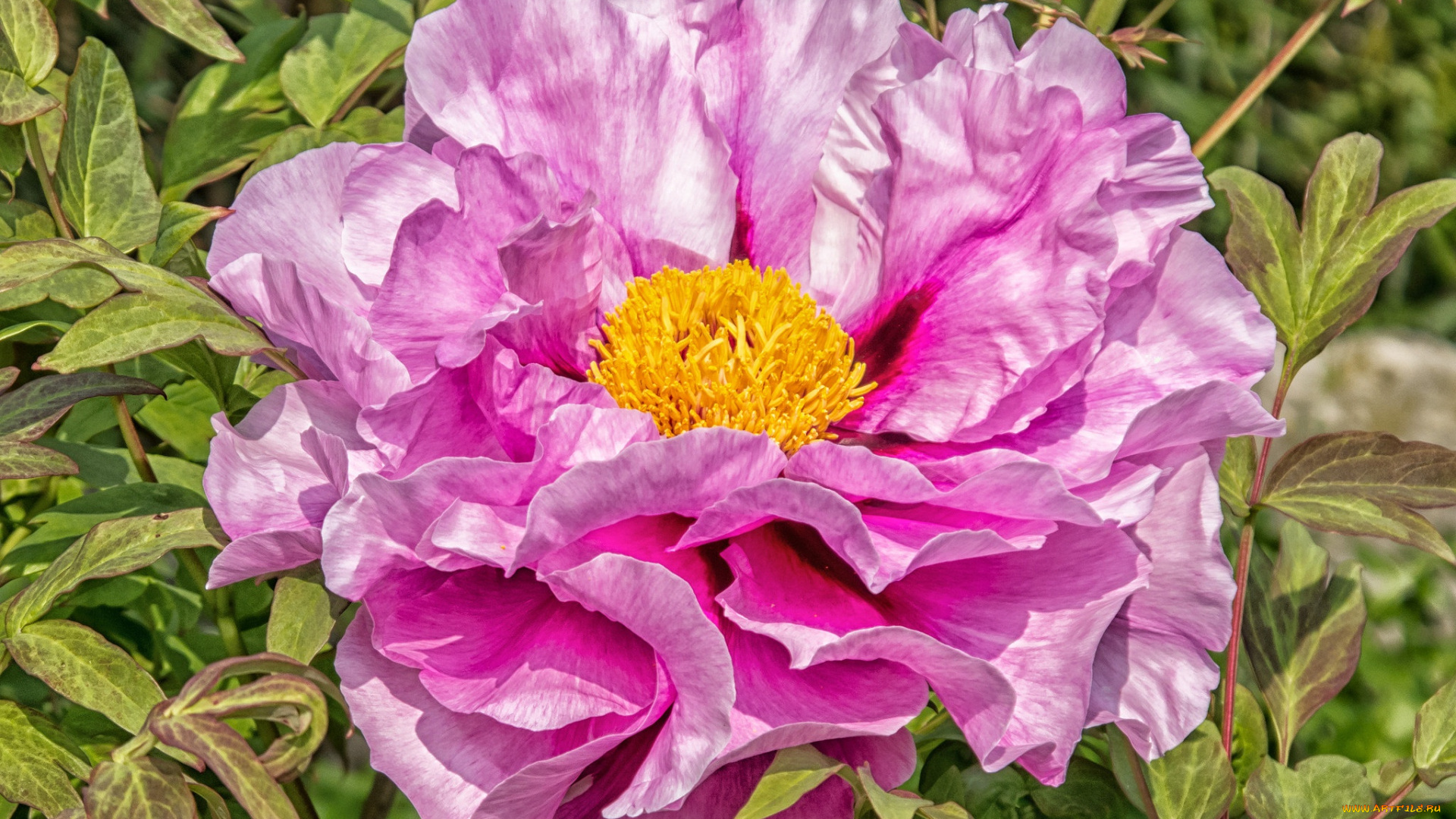 цветы, пионы, макро, розовый, пион