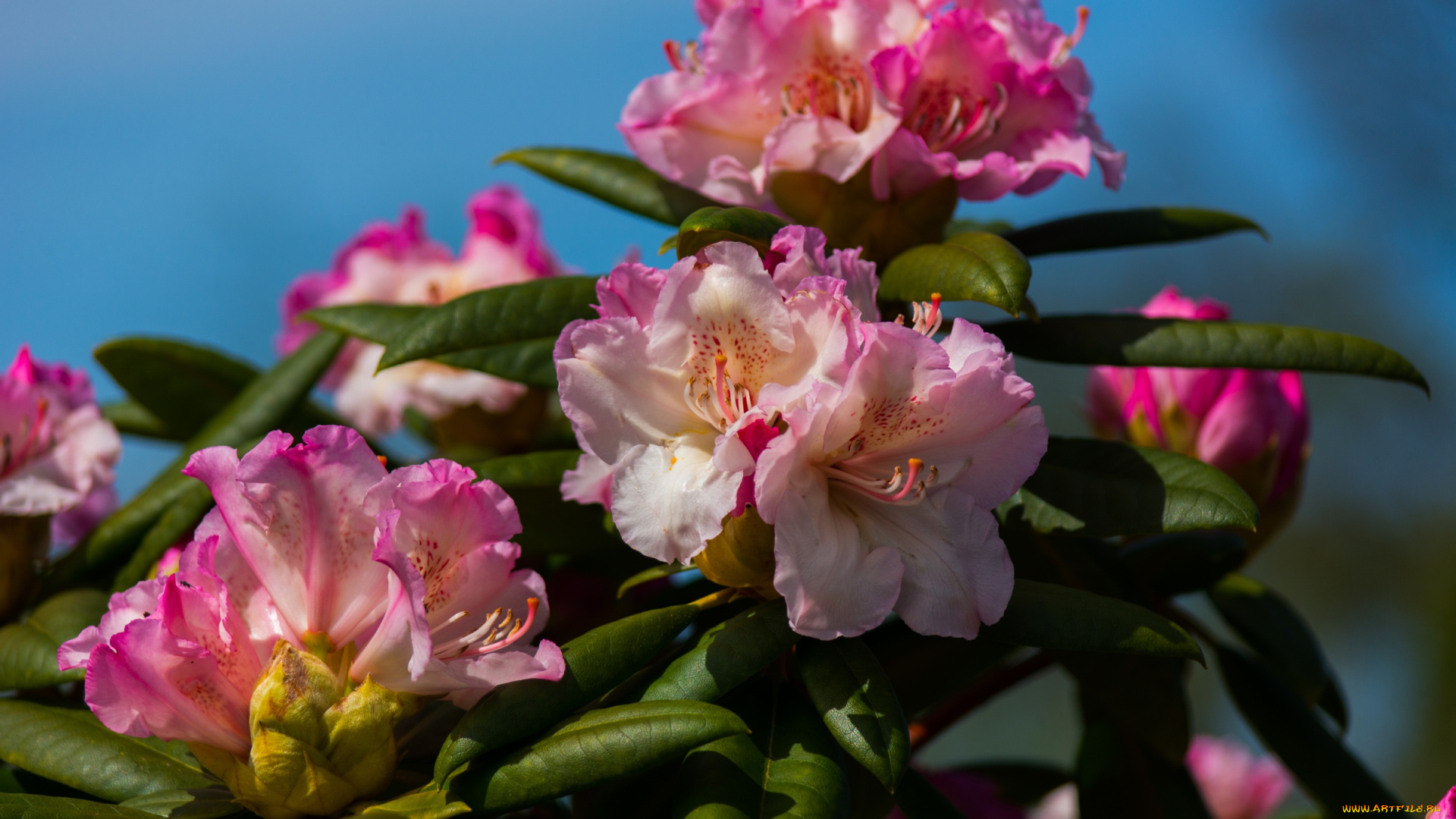 цветы, рододендроны, , азалии, азалия, рододендрон, макро