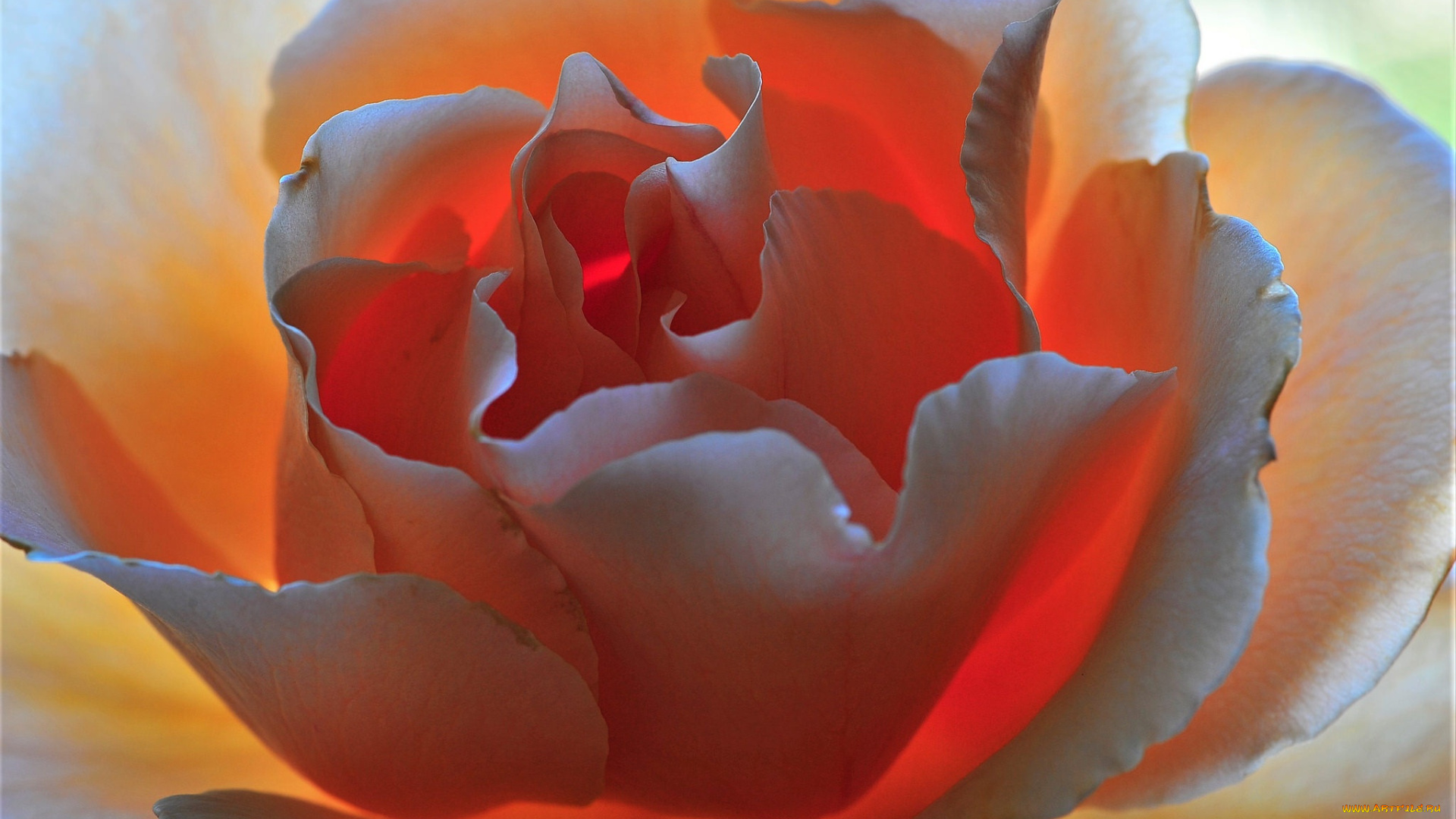 цветы, розы, лепестки, макро, роза, цветок