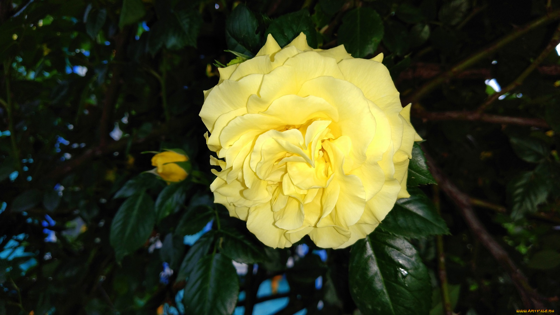 цветы, розы, роза