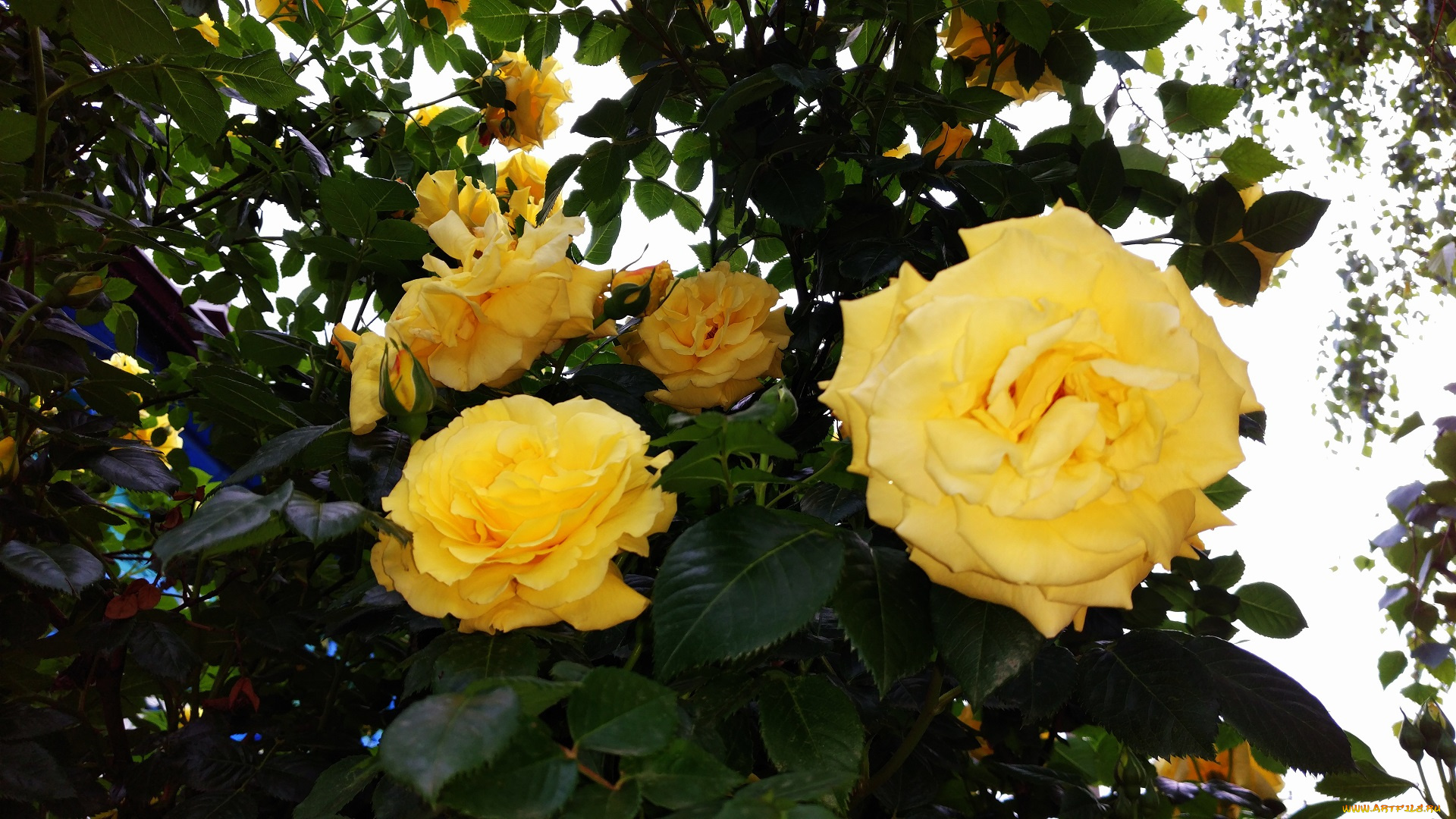 цветы, розы, роза