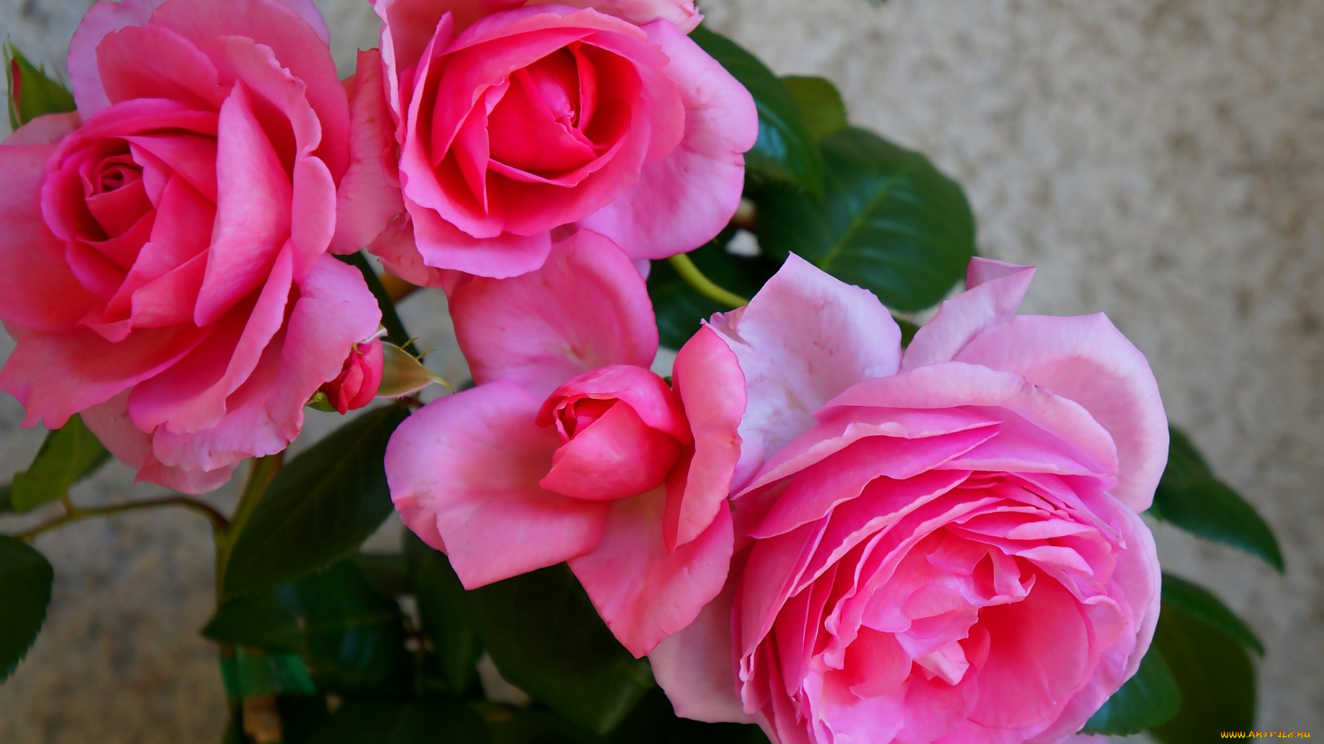 цветы, розы, розовый