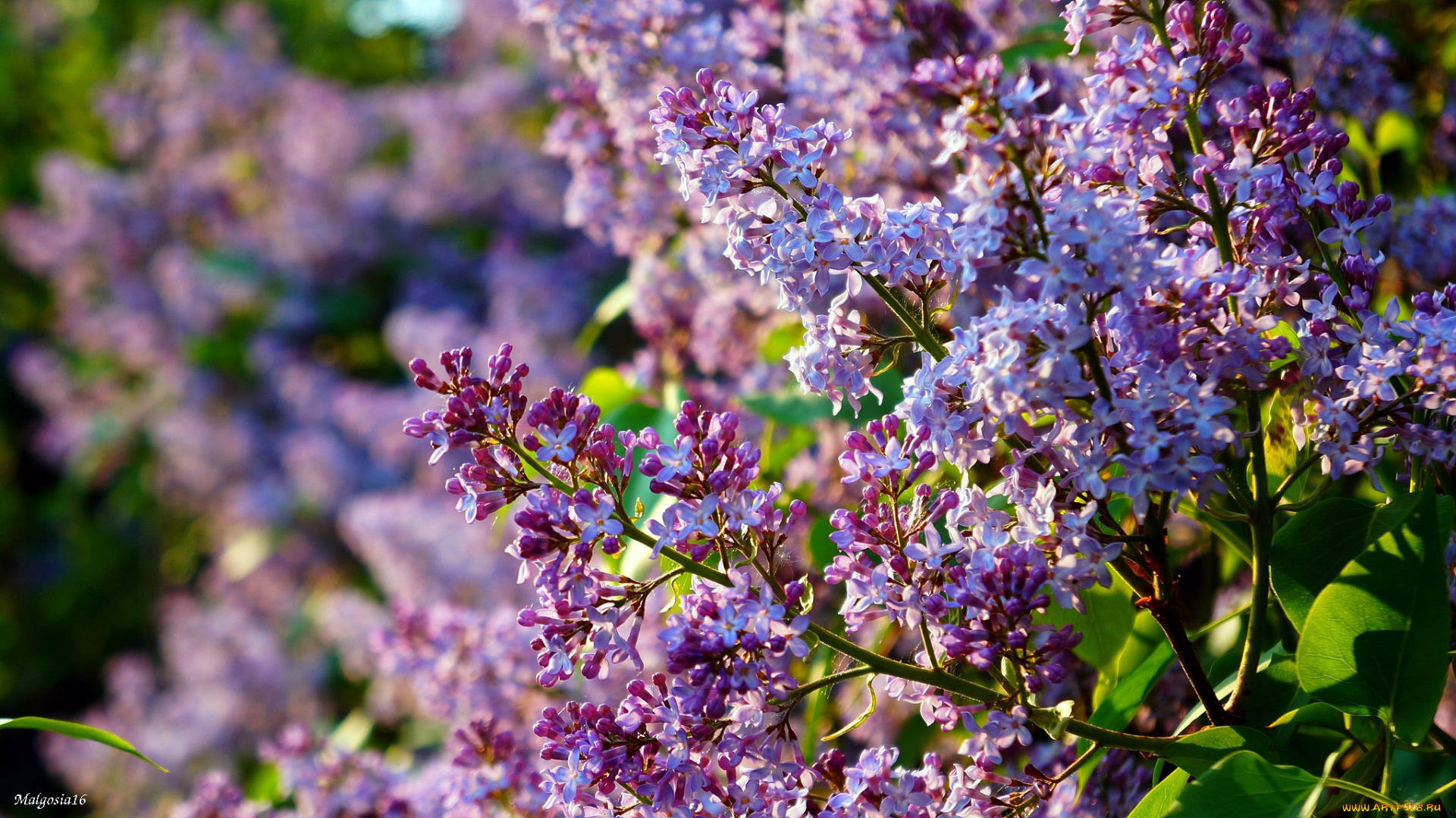 цветы, сирень, куст
