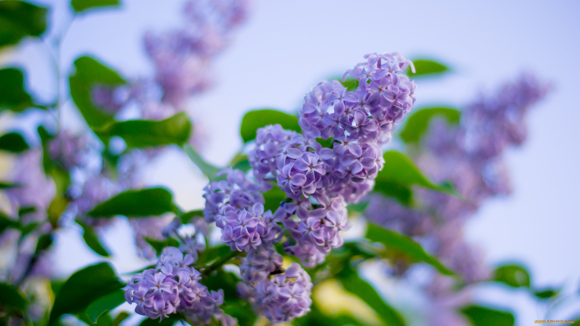 цветы, сирень, весна, куст