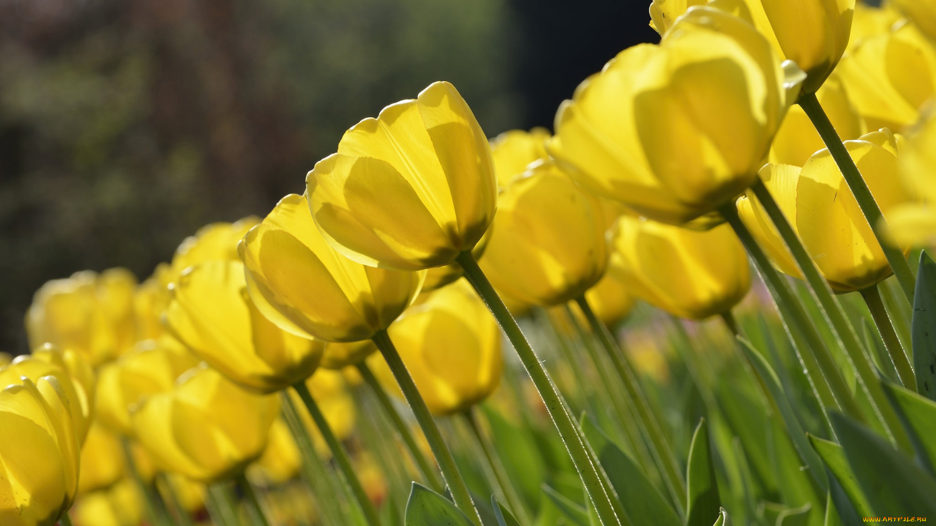 цветы, тюльпаны, макро, желтый