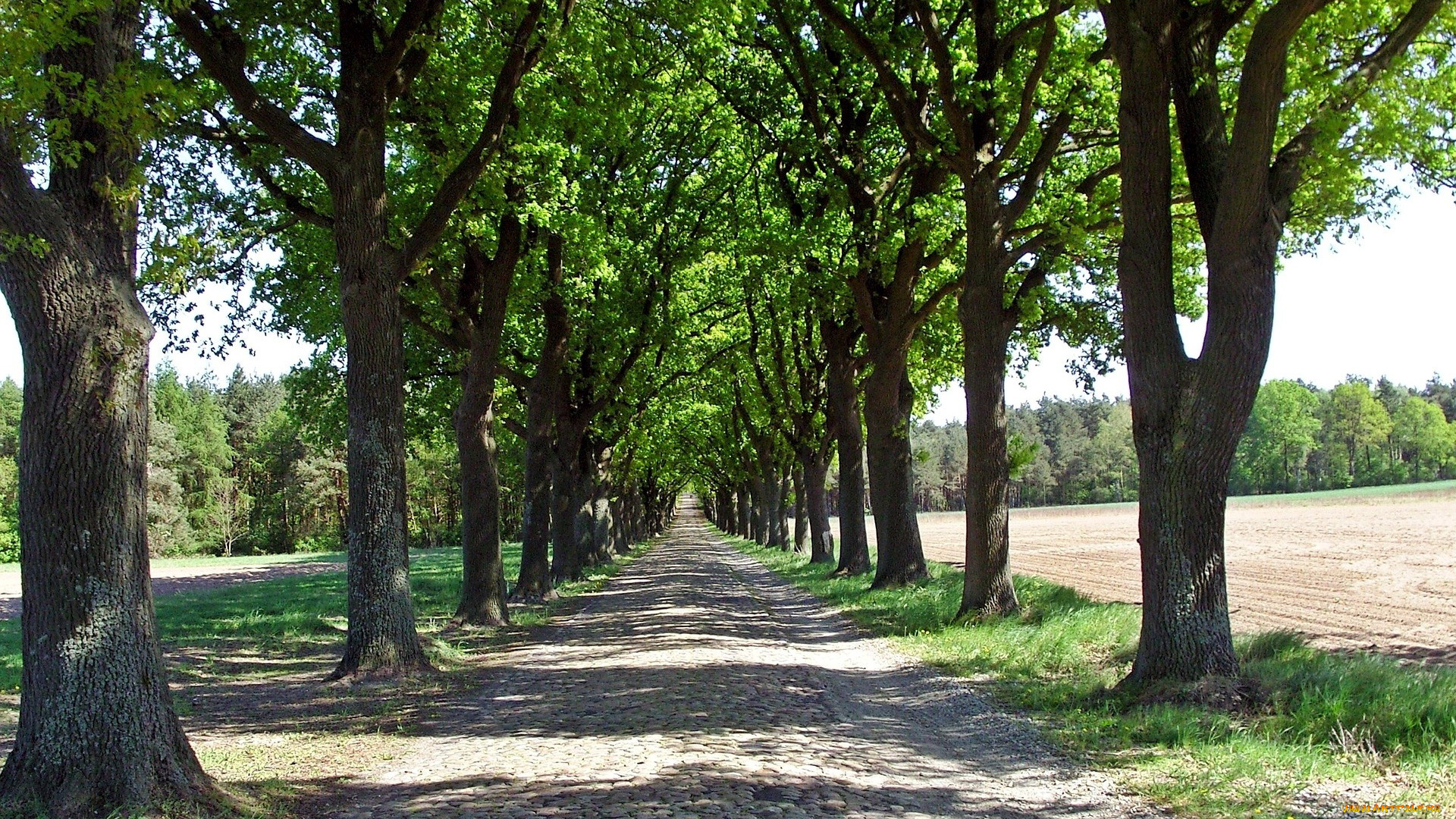 природа, дороги, поля, дорога, булыжник, деревья