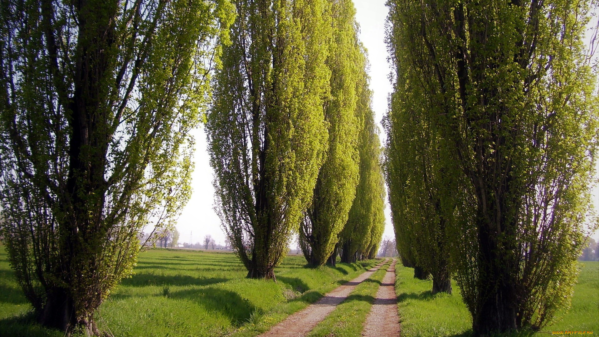 природа, дороги, проселочная, дорога, деревья