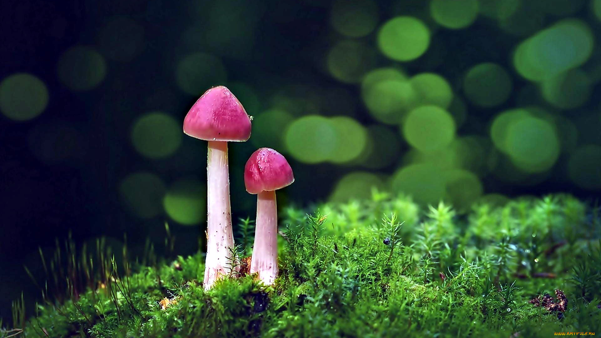 природа, грибы, дуэт