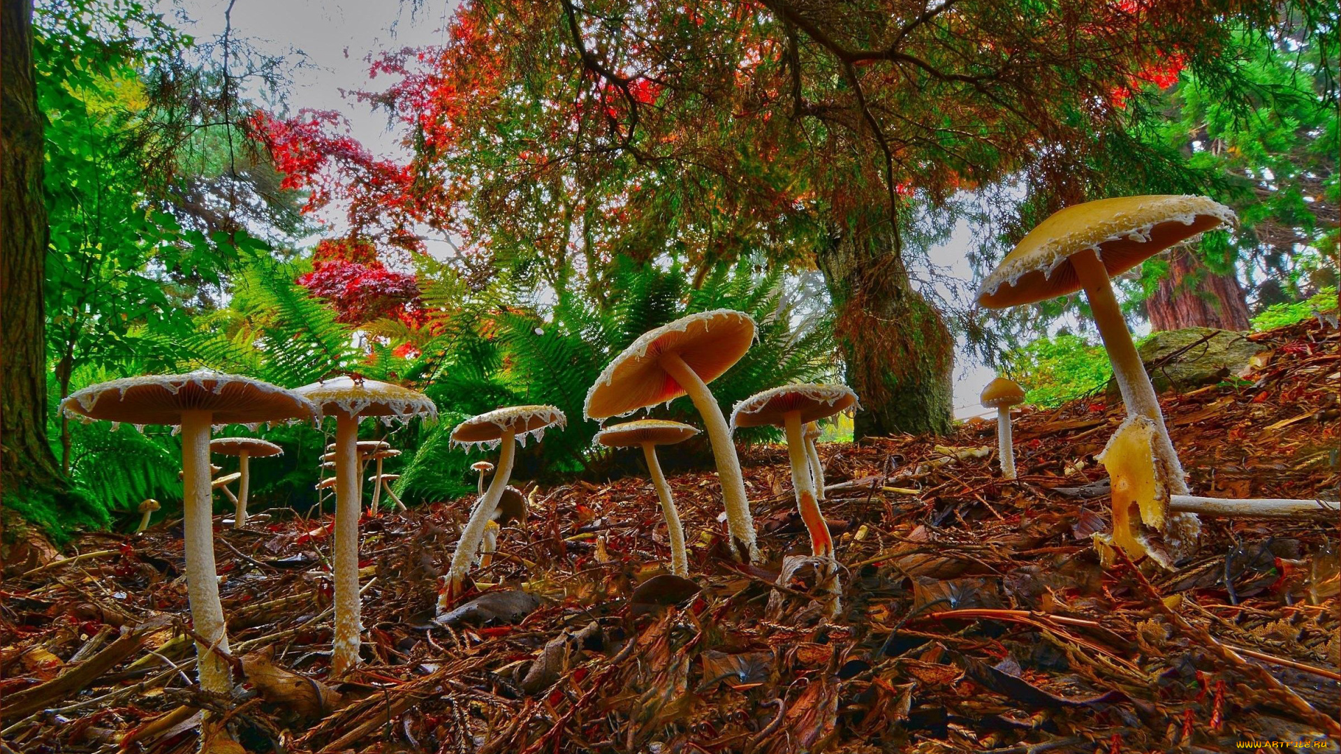 природа, грибы, грибная, семейка