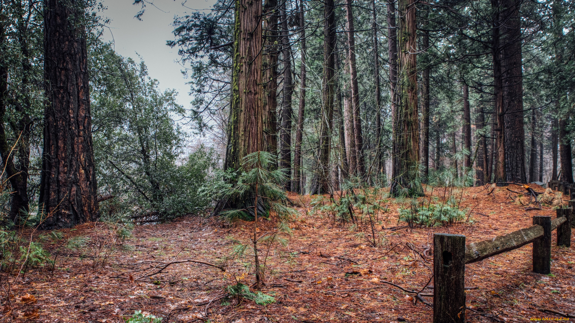 природа, лес, простор